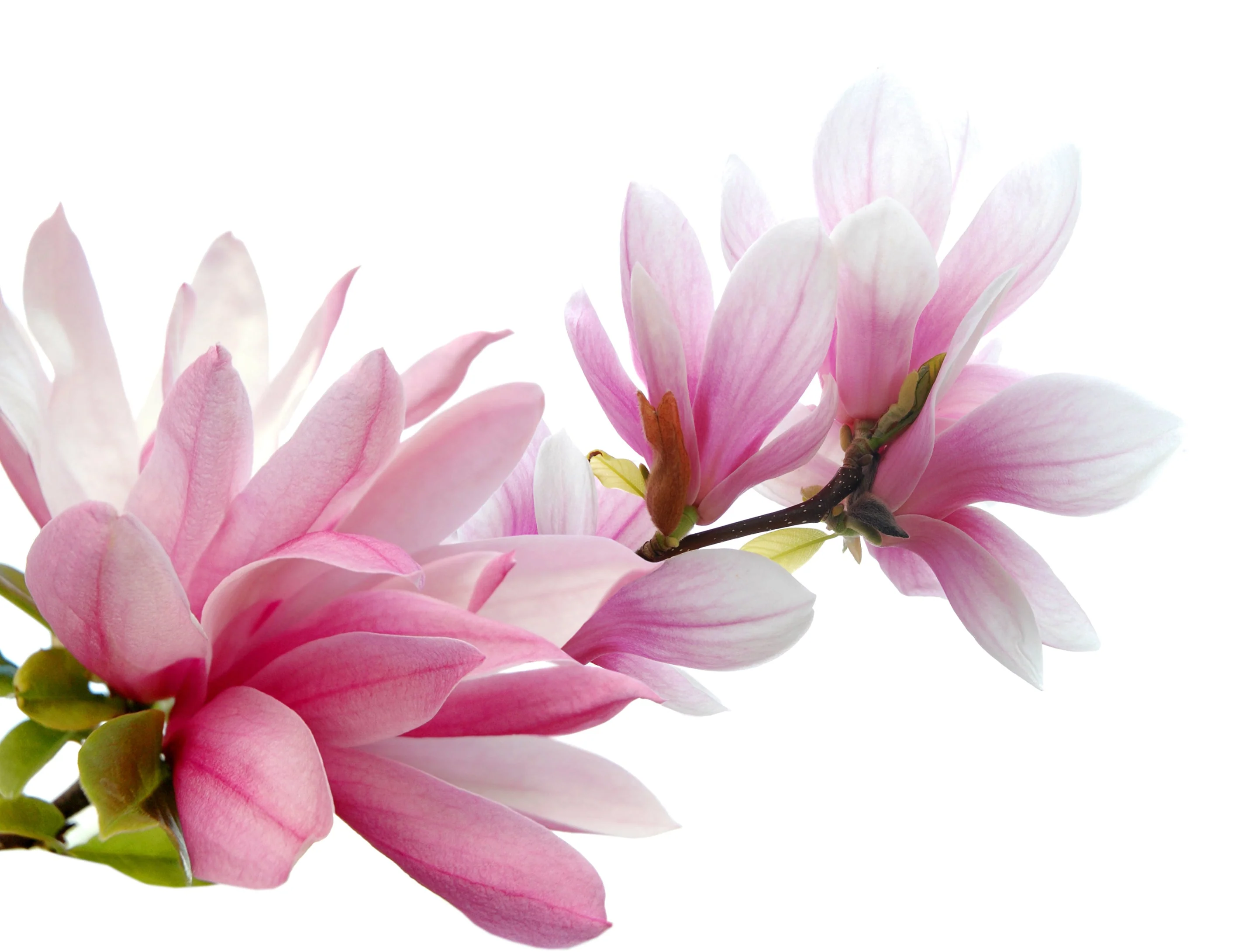 5 SAUCER MAGNOLIA x Soulangeana Denudata & Liliiflora 5 - 10" Pink & White Flower Tulip Tree Seeds - Image 5