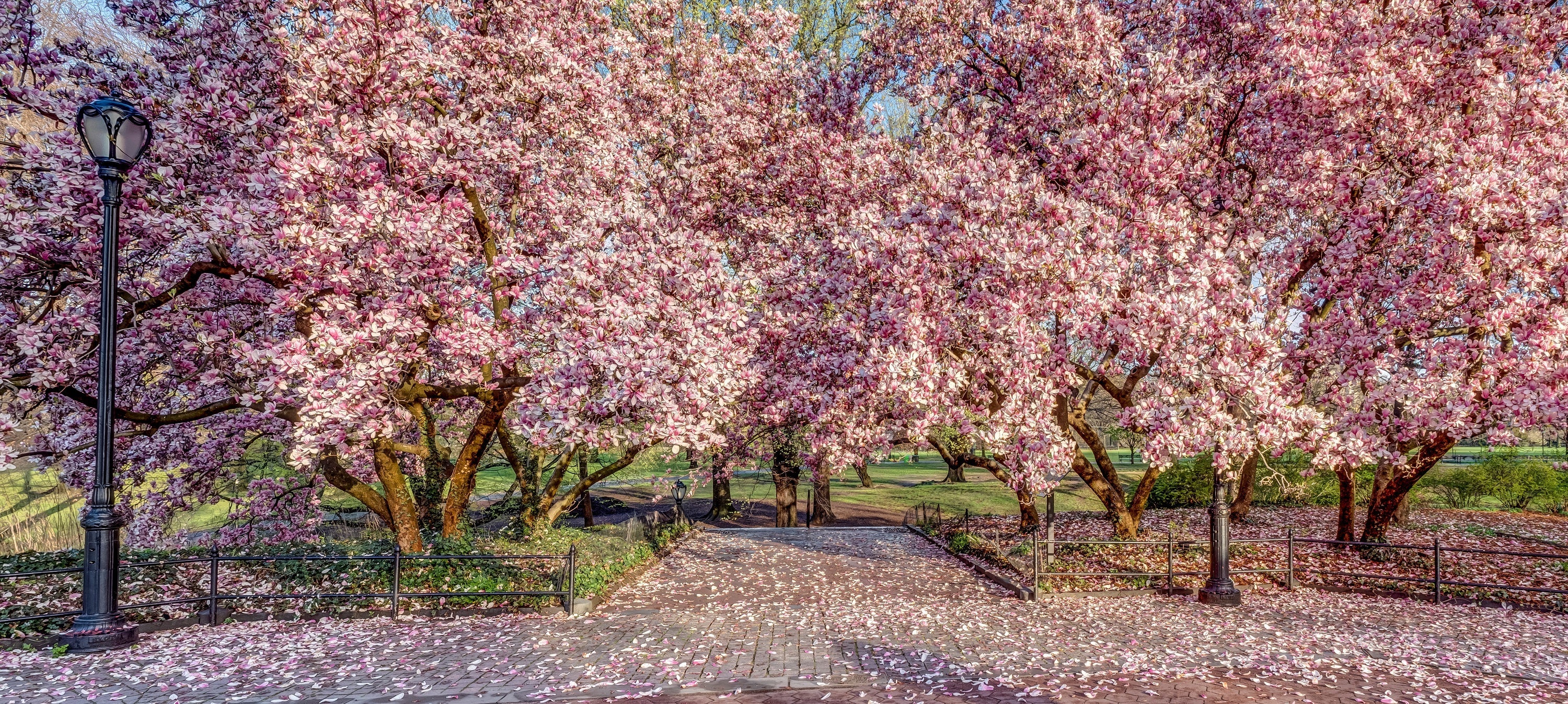 5 SAUCER MAGNOLIA x Soulangeana Denudata & Liliiflora 5 - 10" Pink & White Flower Tulip Tree Seeds - Image 6
