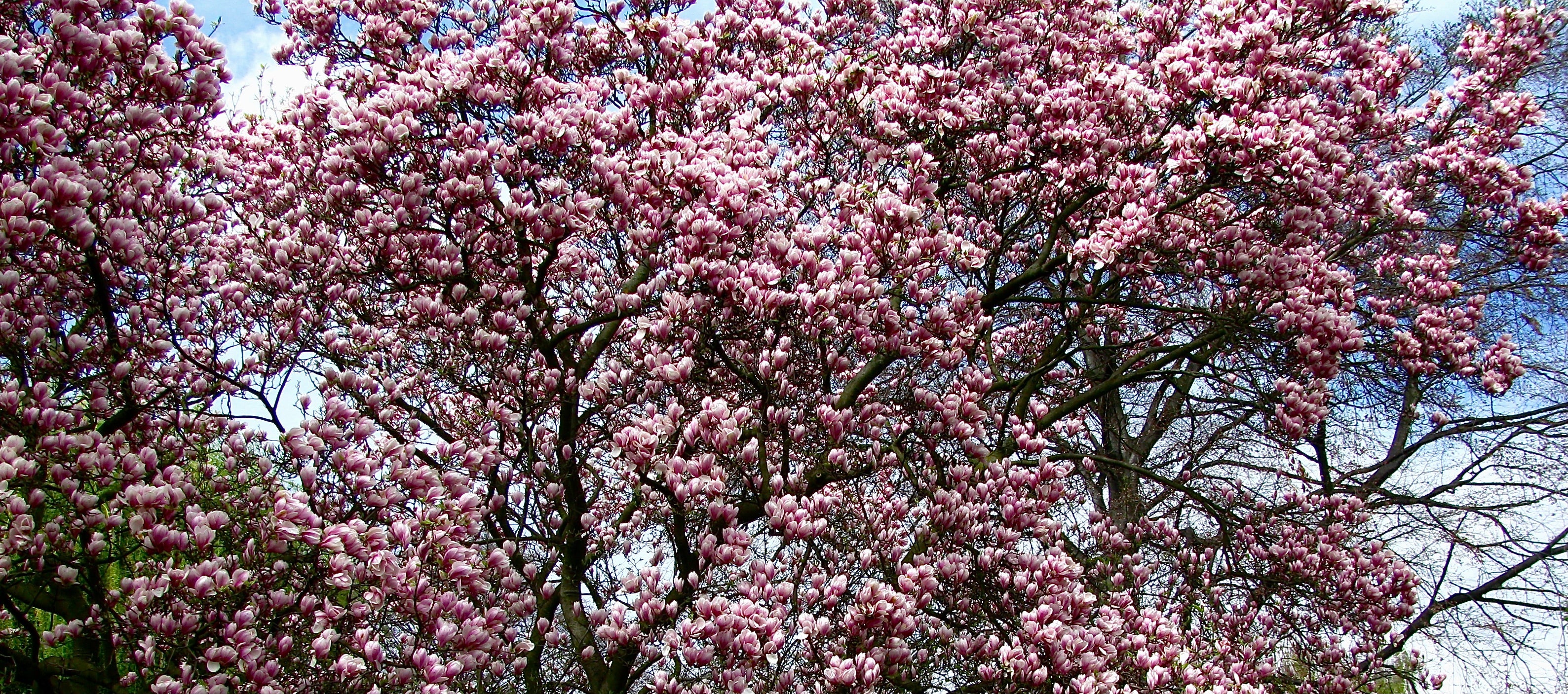 5 SAUCER MAGNOLIA x Soulangeana Denudata & Liliiflora 5 - 10" Pink & White Flower Tulip Tree Seeds - Image 7