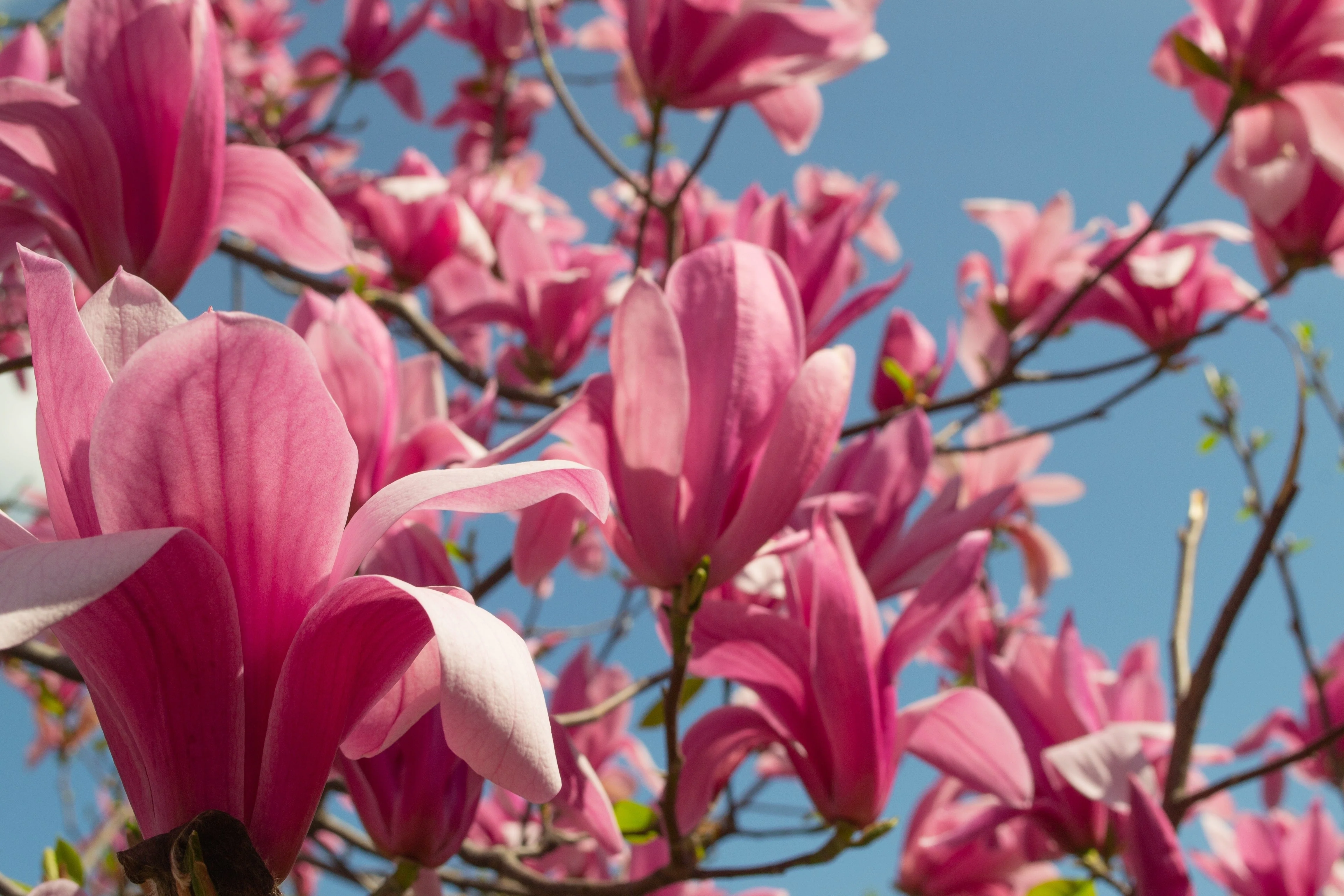 5 SAUCER MAGNOLIA x Soulangeana Denudata & Liliiflora 5 - 10" Pink & White Flower Tulip Tree Seeds - Image 8