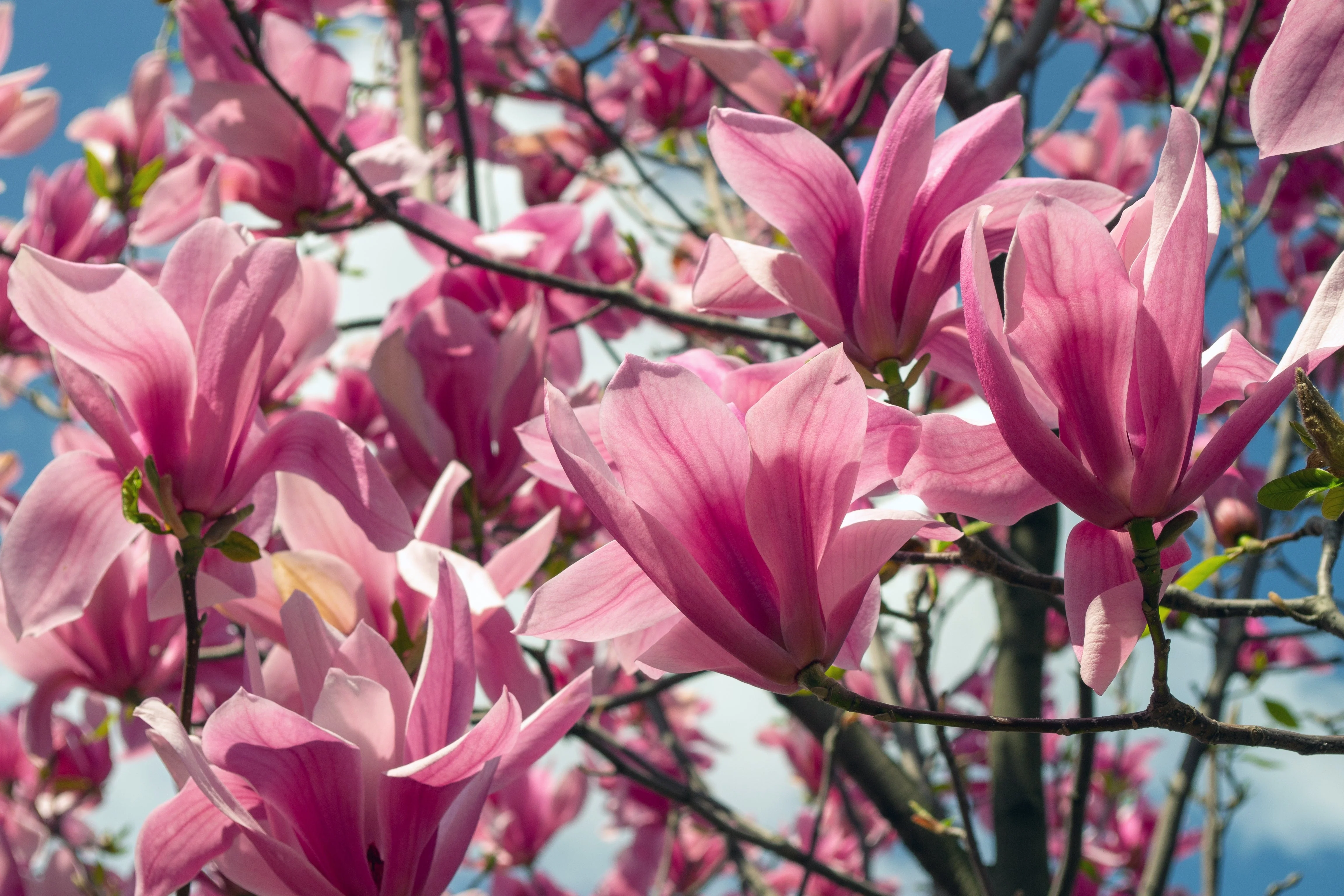 5 SAUCER MAGNOLIA x Soulangeana Denudata & Liliiflora 5 - 10" Pink & White Flower Tulip Tree Seeds - Image 9