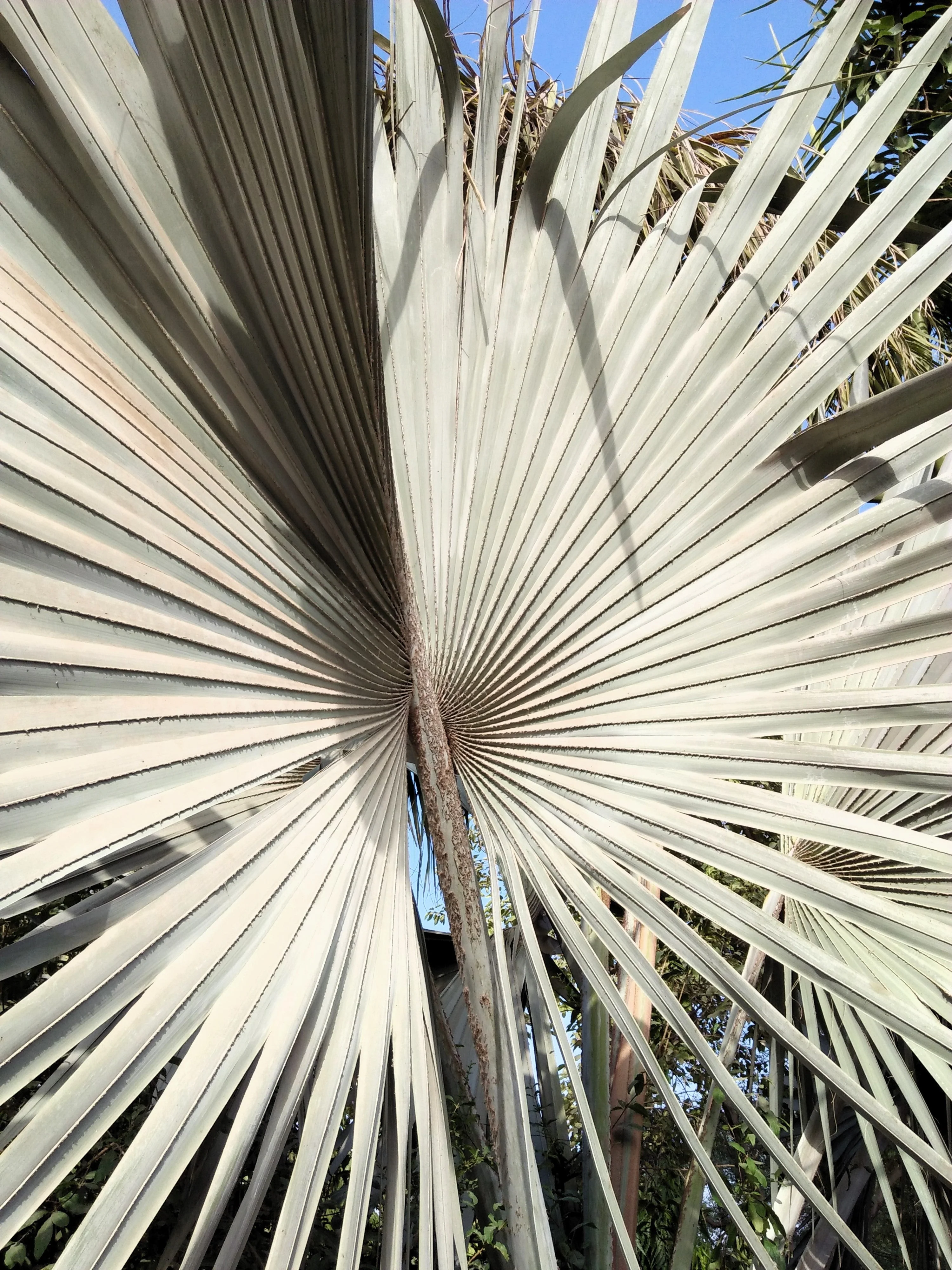 5 SILVER SAW PALMETTO Serenoa Repens American Dwarf Palm Tree Shrub Edible Fruit Sun or Shade Seeds - Image 2