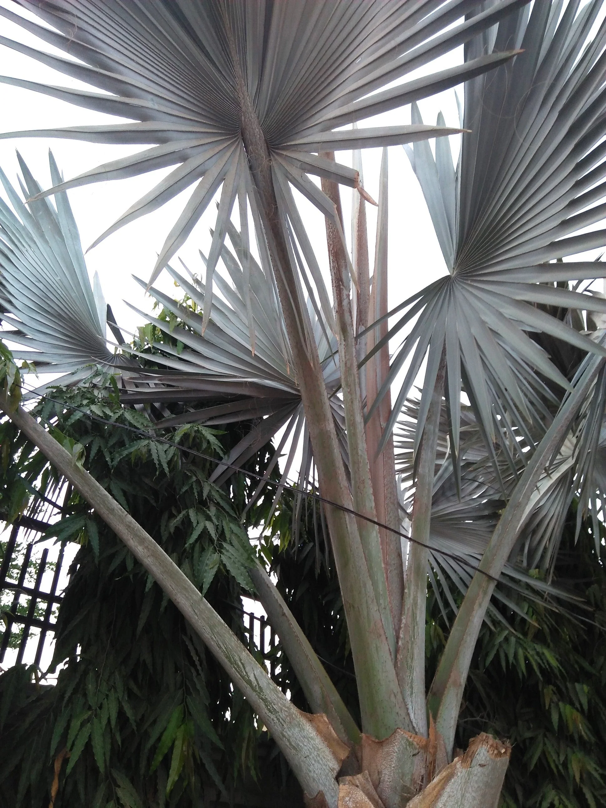 5 SILVER SAW PALMETTO Serenoa Repens American Dwarf Palm Tree Shrub Edible Fruit Sun or Shade Seeds - Image 3