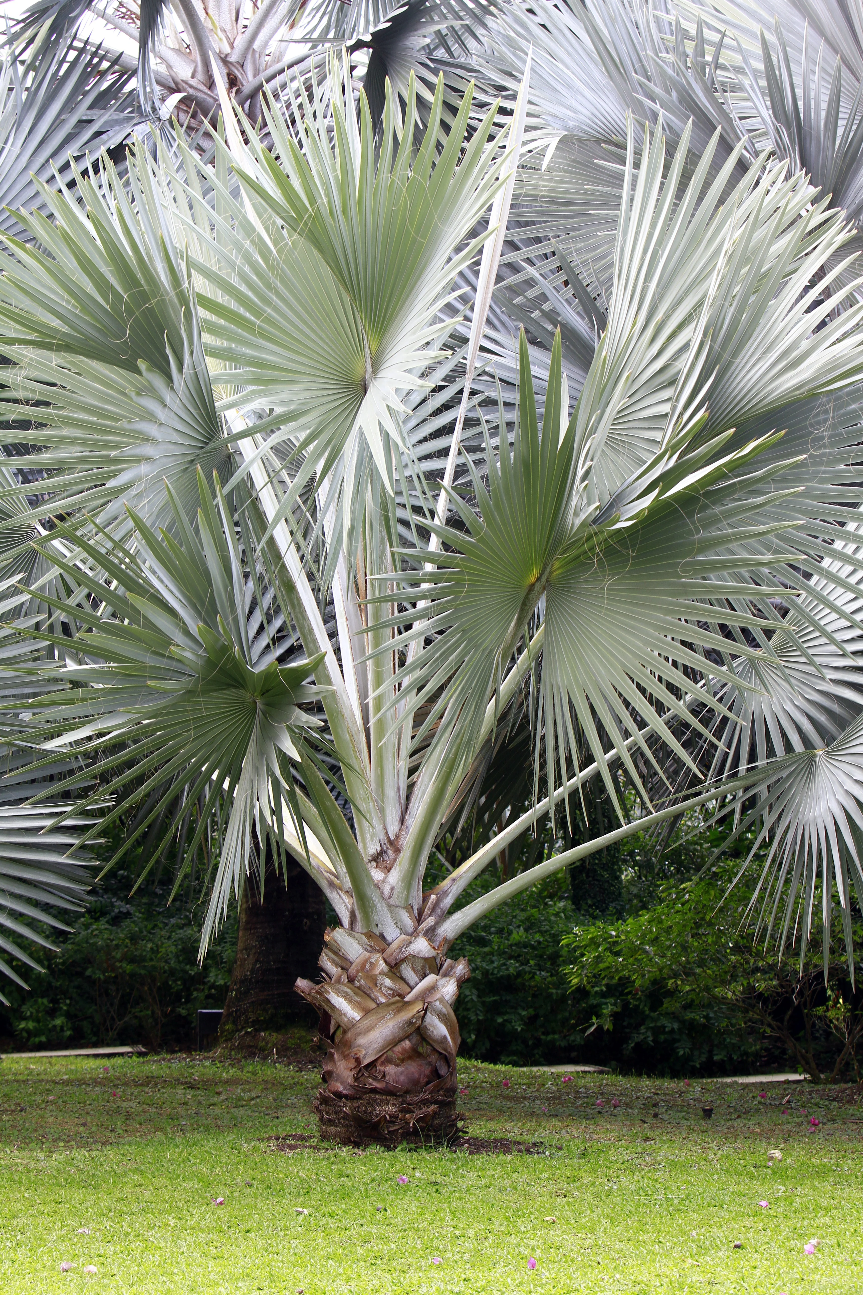 5 SILVER SAW PALMETTO Serenoa Repens American Dwarf Palm Tree Shrub Edible Fruit Sun or Shade Seeds - Image 4