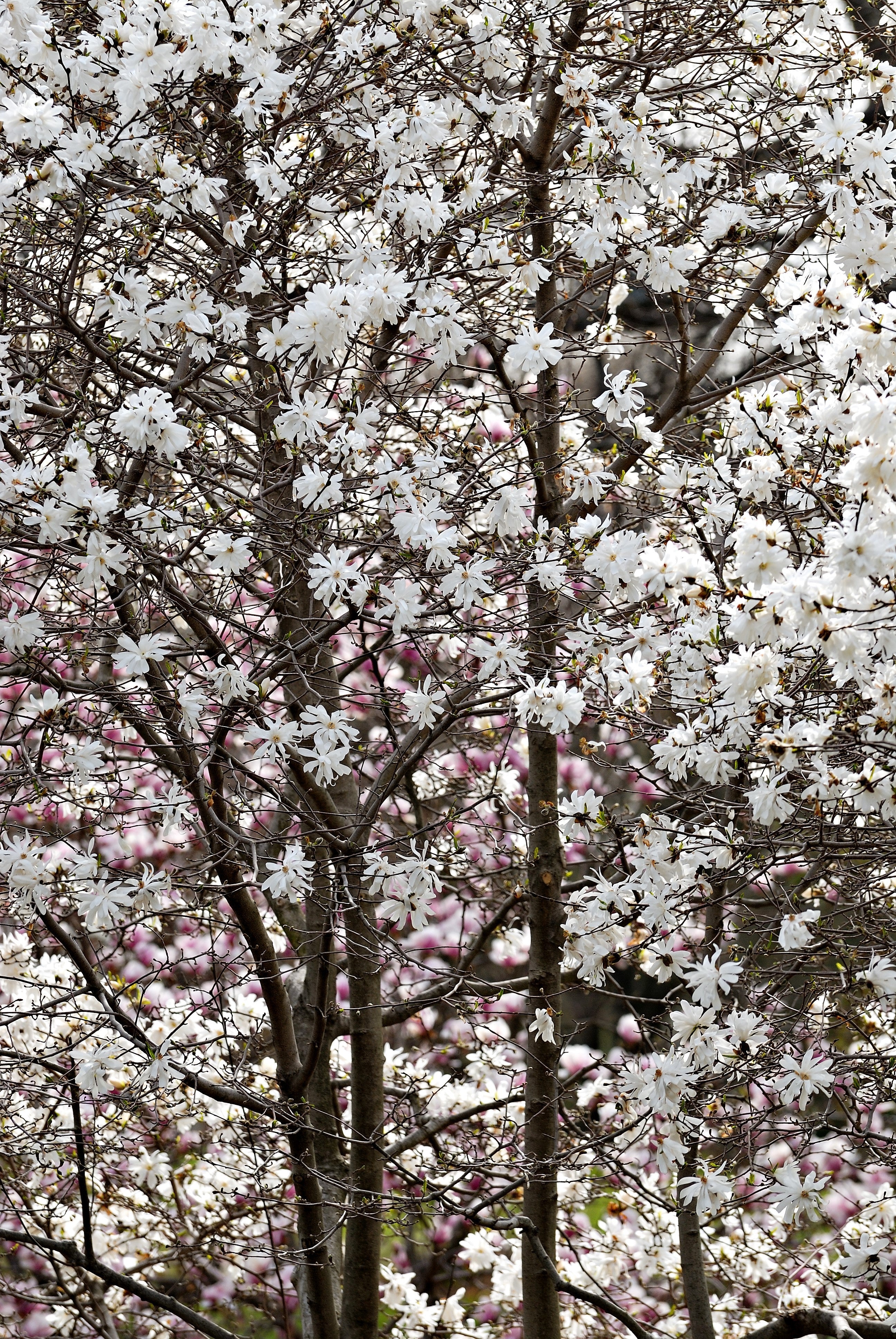 5 STAR MAGNOLIA Stellata TREE Seeds - Fragrant White to Pink Big 4" Wide Flowers - Image 10