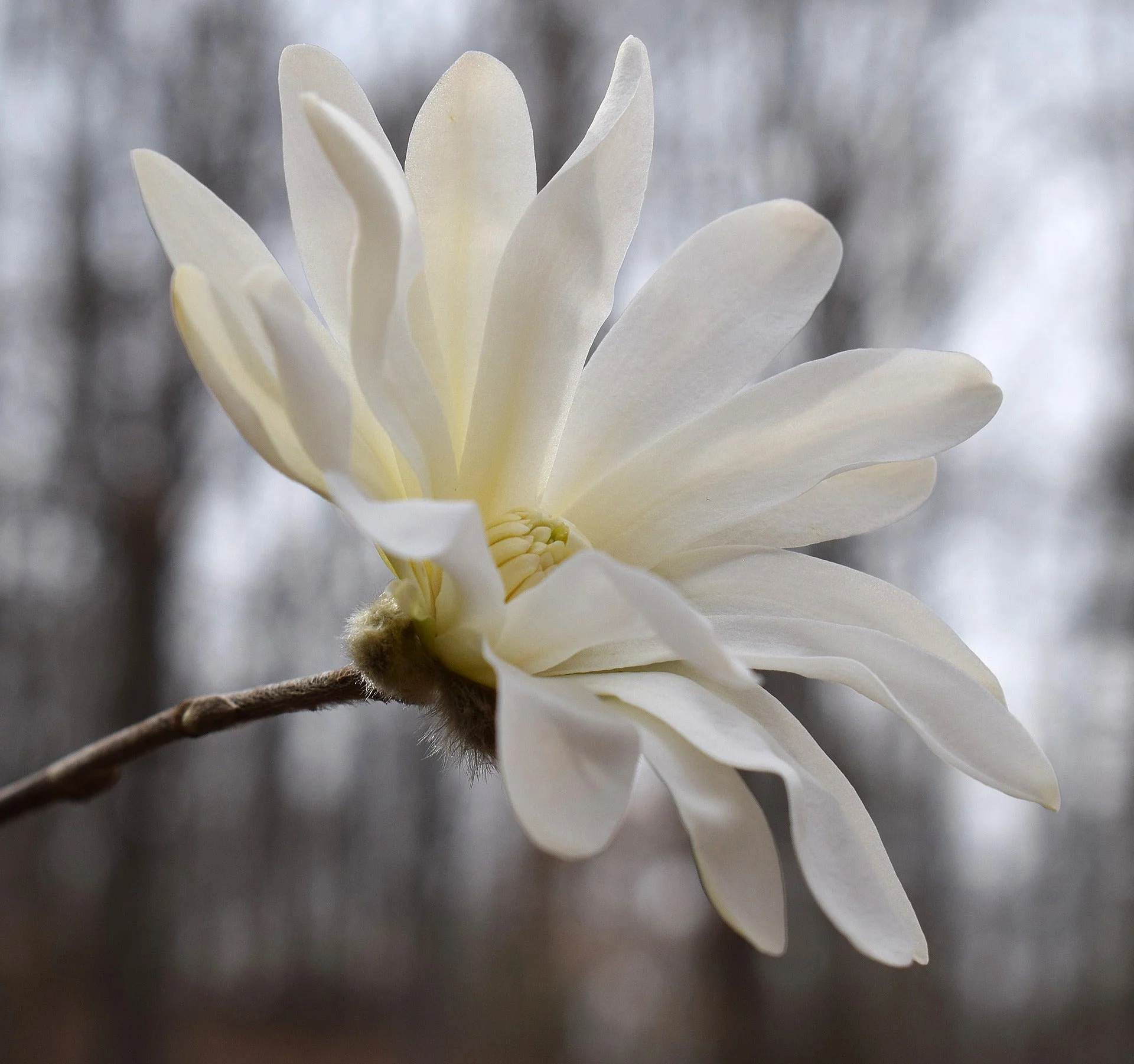 5 STAR MAGNOLIA Stellata TREE Seeds - Fragrant White to Pink Big 4" Wide Flowers - Image 11