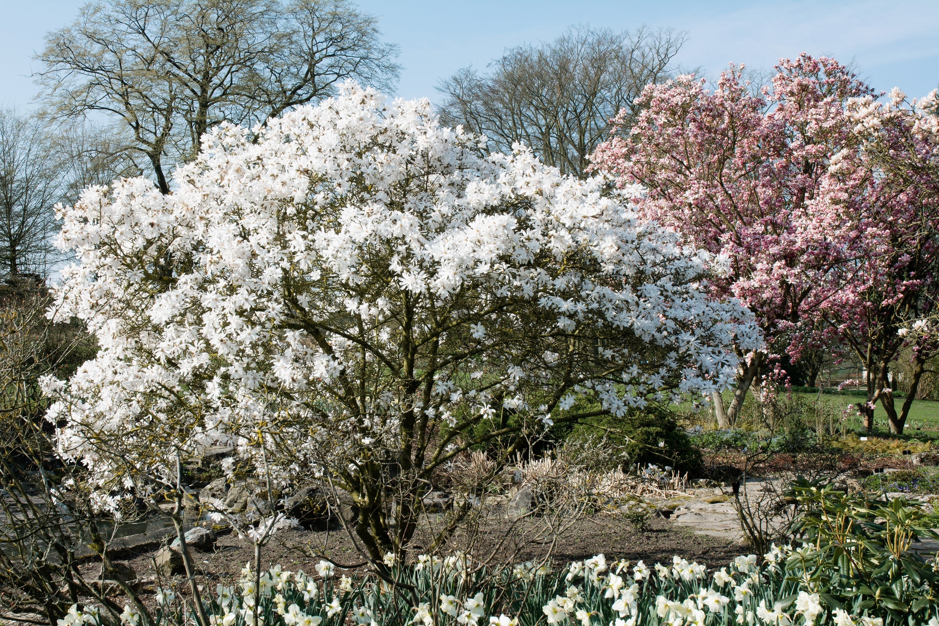 5 STAR MAGNOLIA Stellata TREE Seeds - Fragrant White to Pink Big 4" Wide Flowers - Image 2