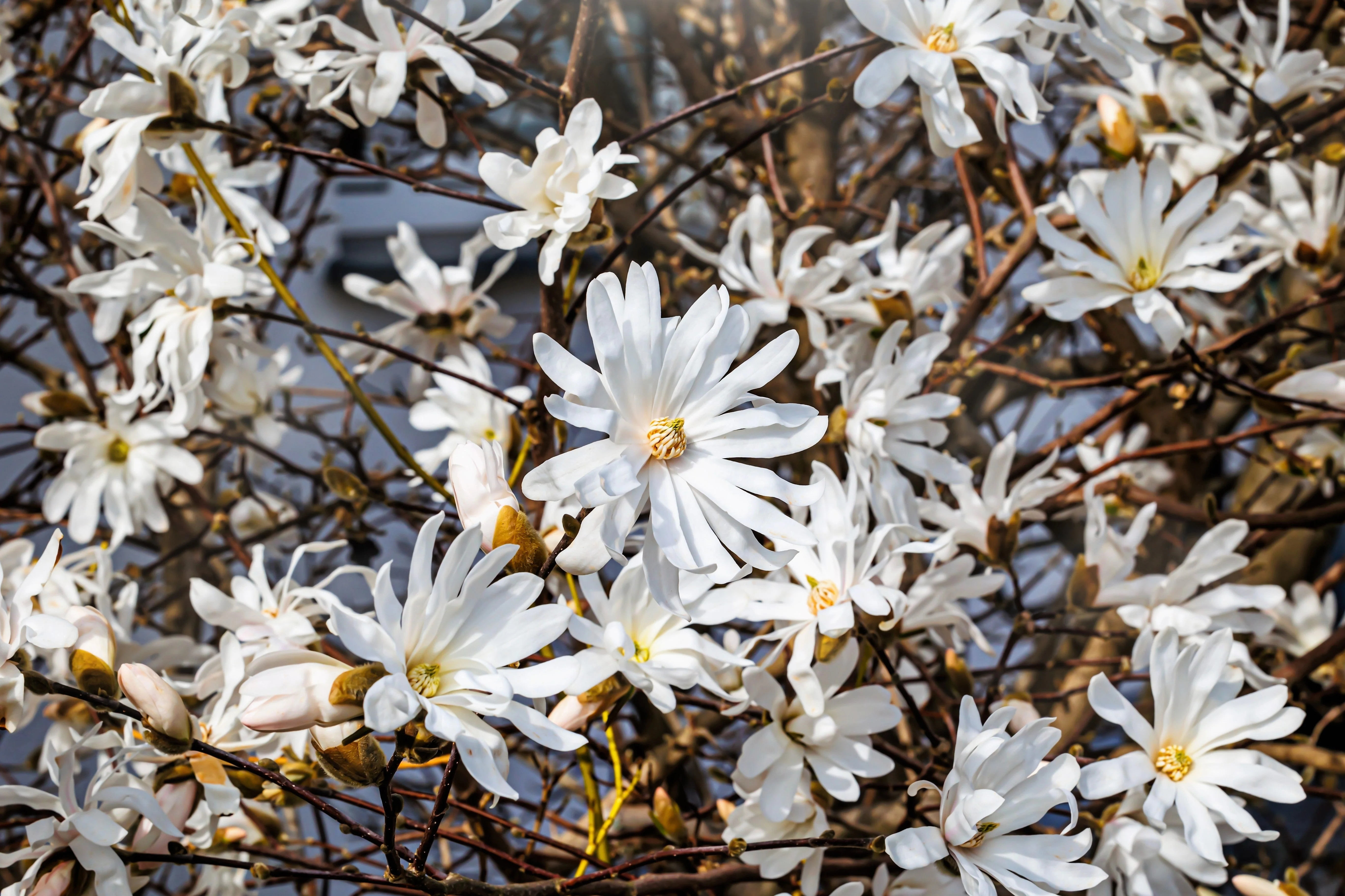 5 STAR MAGNOLIA Stellata TREE Seeds - Fragrant White to Pink Big 4" Wide Flowers - Image 3