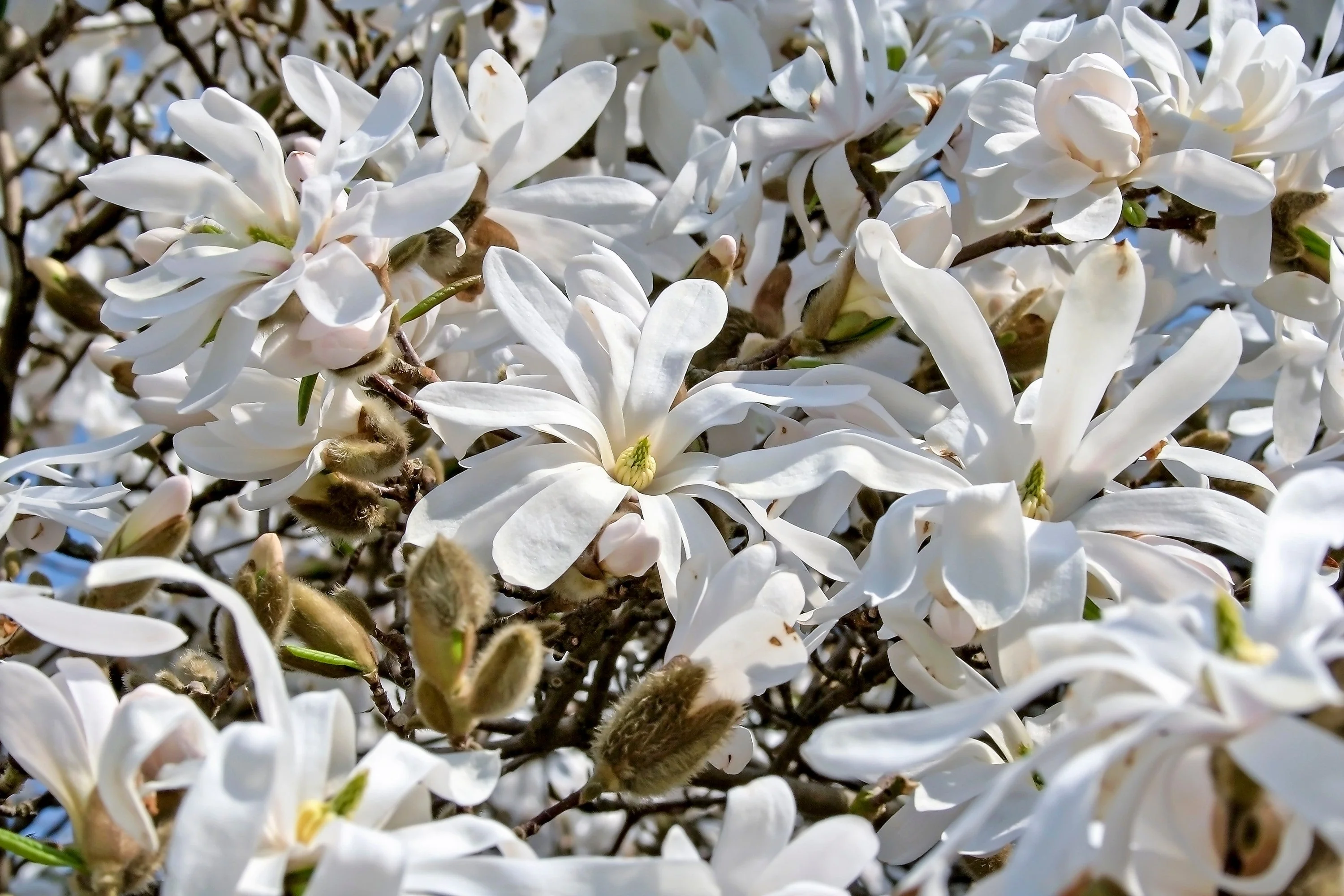 5 STAR MAGNOLIA Stellata TREE Seeds - Fragrant White to Pink Big 4" Wide Flowers - Image 4