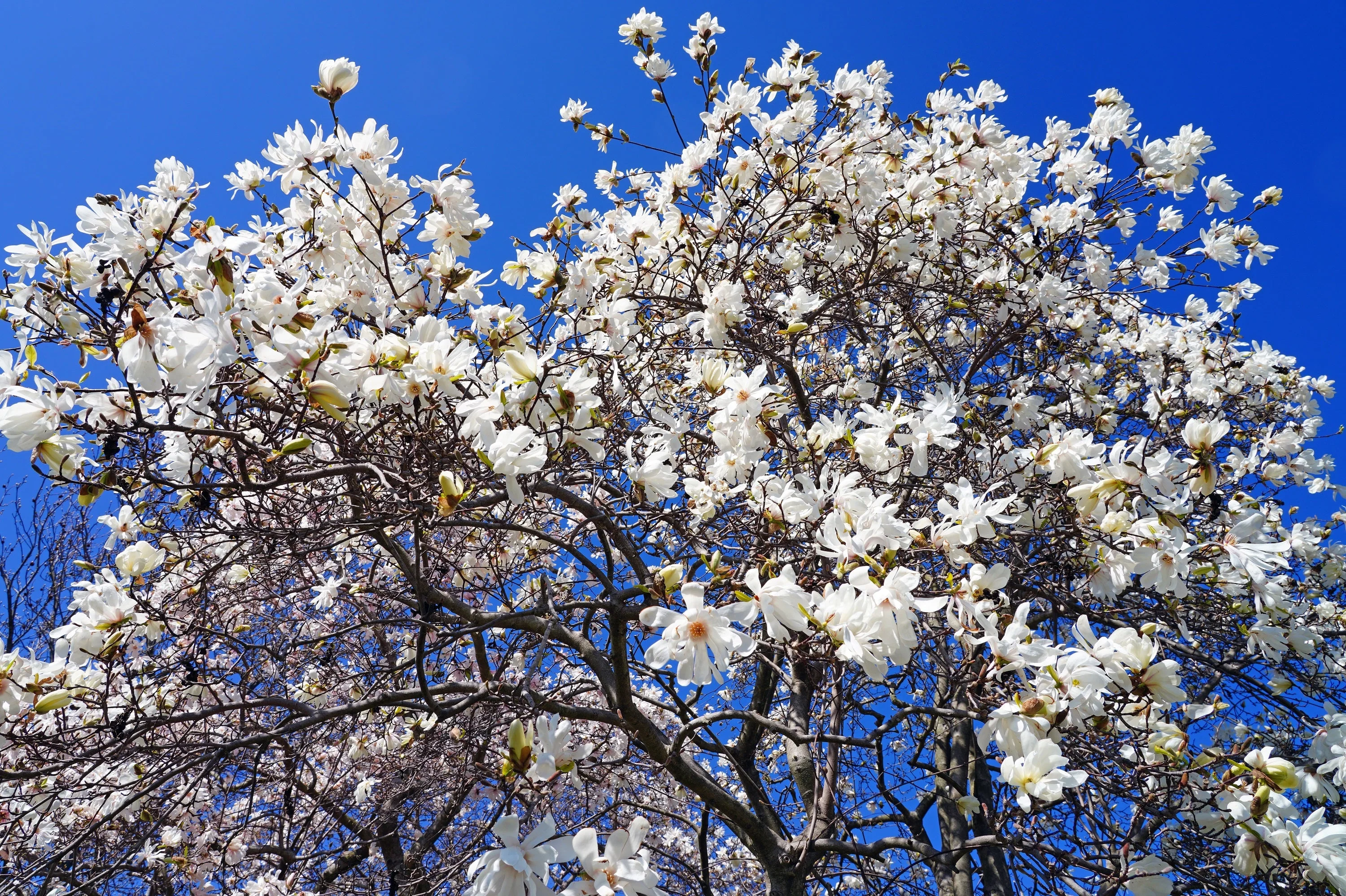 5 STAR MAGNOLIA Stellata TREE Seeds - Fragrant White to Pink Big 4" Wide Flowers - Image 5