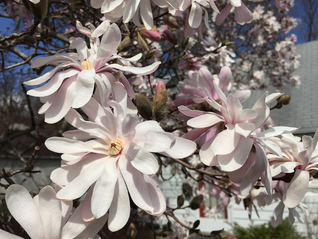 5 STAR MAGNOLIA Stellata TREE Seeds - Fragrant White to Pink Big 4" Wide Flowers - Image 6
