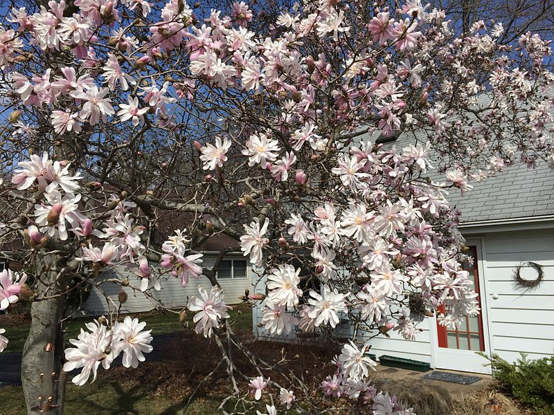 5 STAR MAGNOLIA Stellata TREE Seeds - Fragrant White to Pink Big 4" Wide Flowers - Image 7