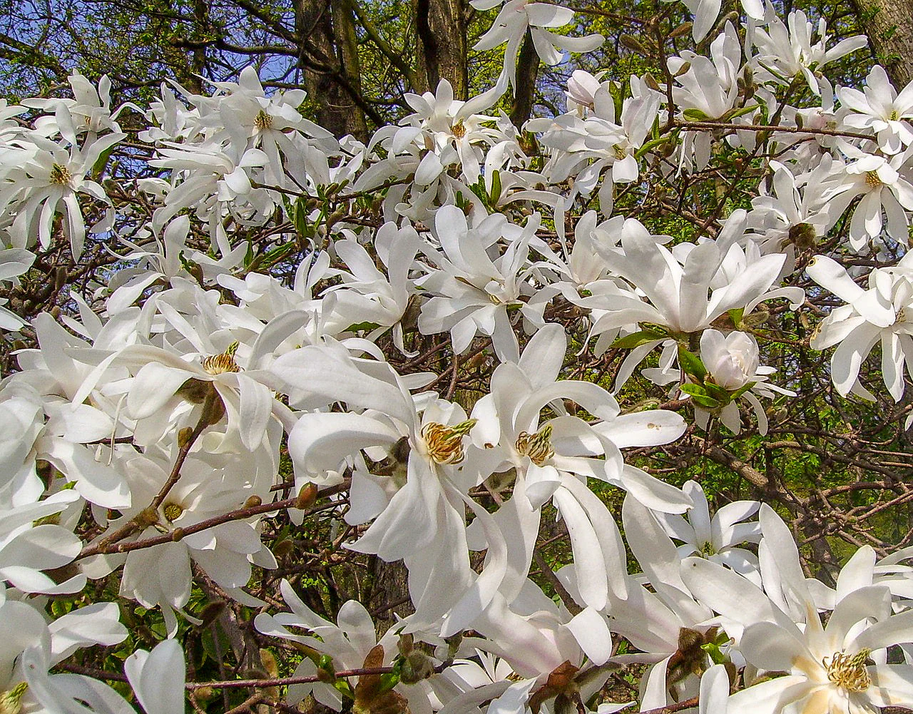 5 STAR MAGNOLIA Stellata TREE Seeds - Fragrant White to Pink Big 4" Wide Flowers - Image 8