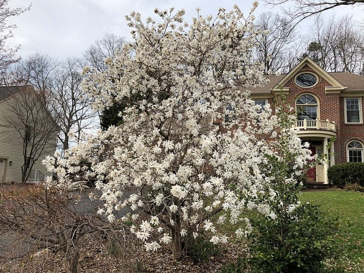 5 STAR MAGNOLIA Stellata TREE Seeds - Fragrant White to Pink Big 4" Wide Flowers - Image 9