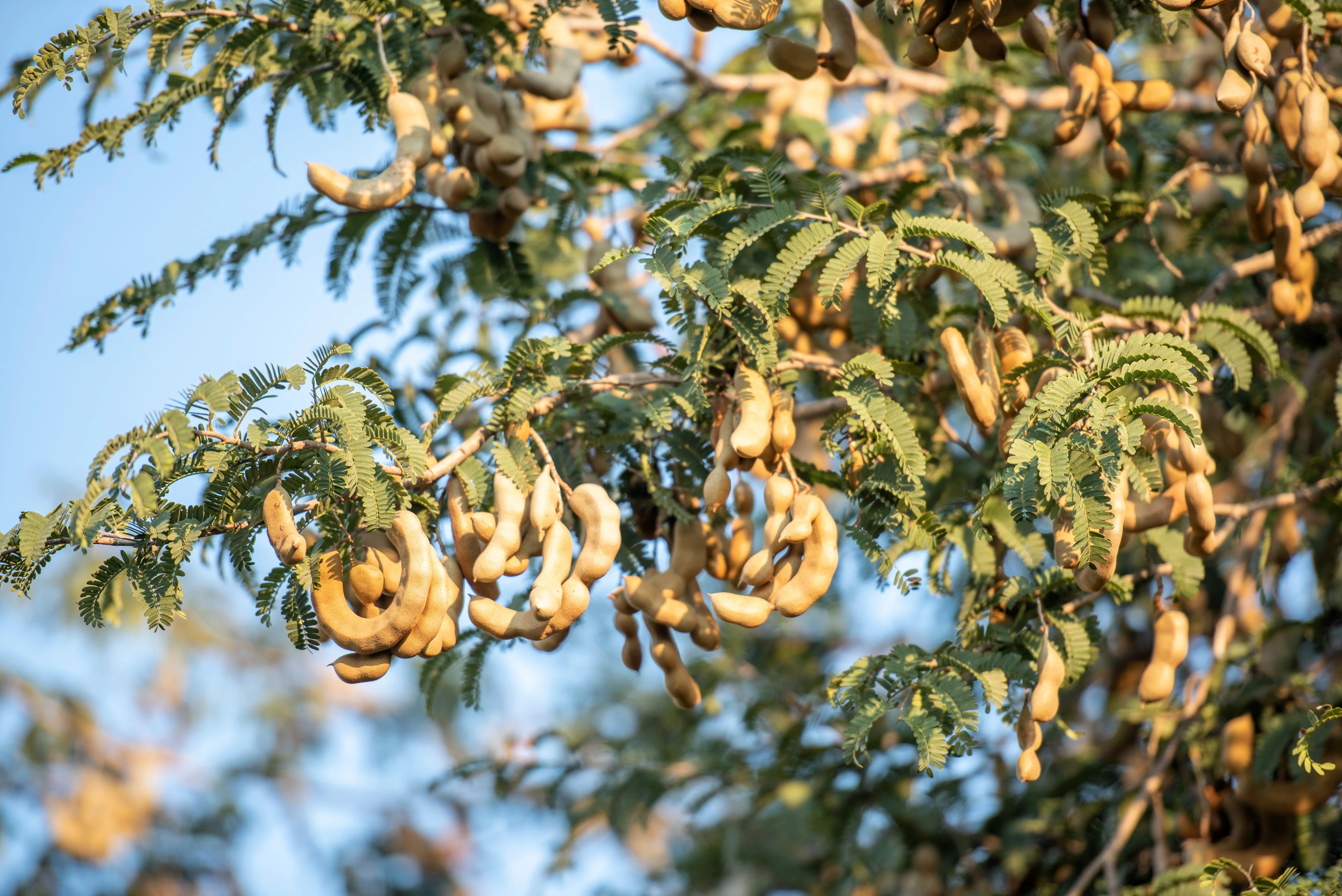 5 TAMARIND FRUIT TREE Tamarindus Indica Bean Pod Legume Seeds - Image 3