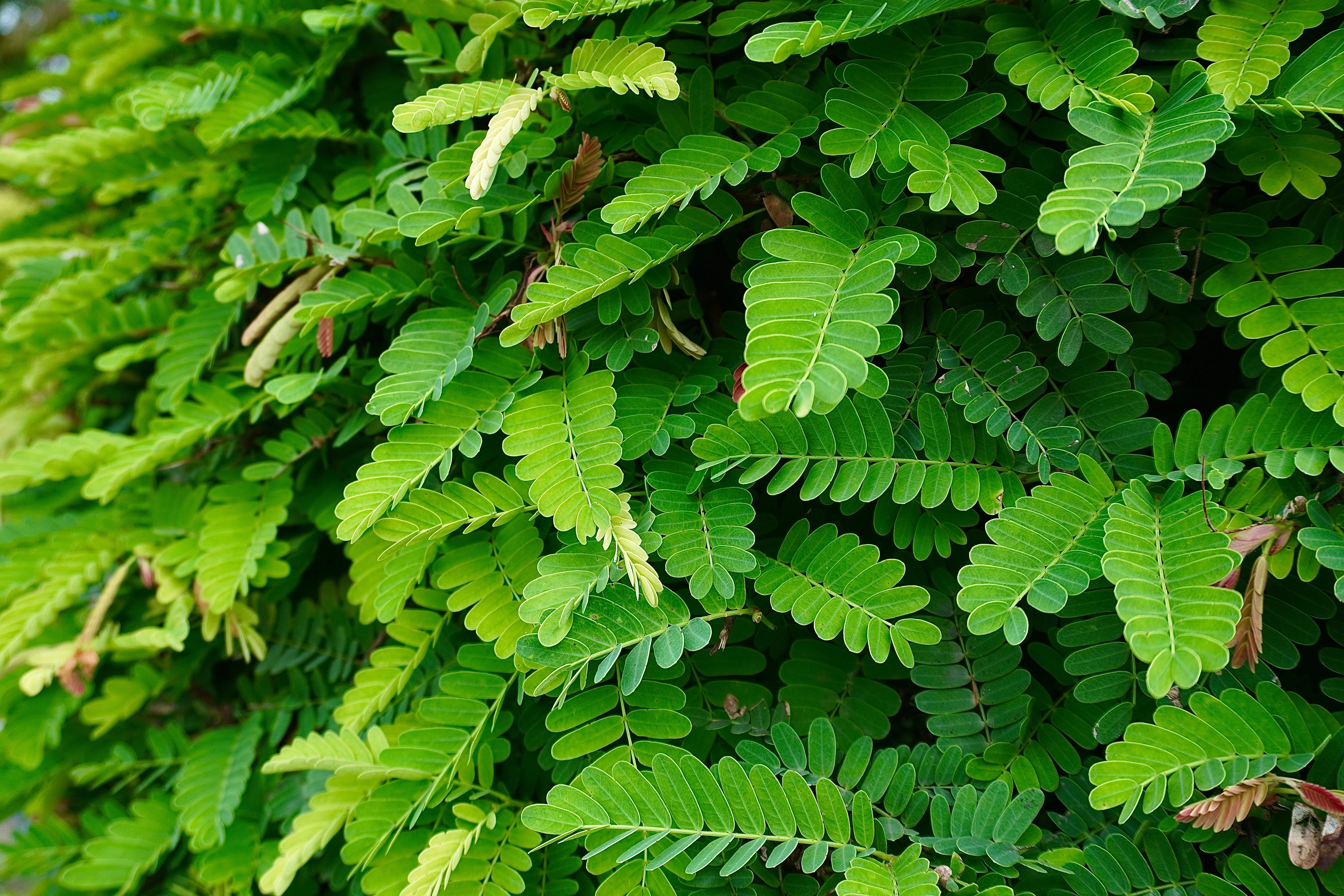 5 TAMARIND FRUIT TREE Tamarindus Indica Bean Pod Legume Seeds - Image 5