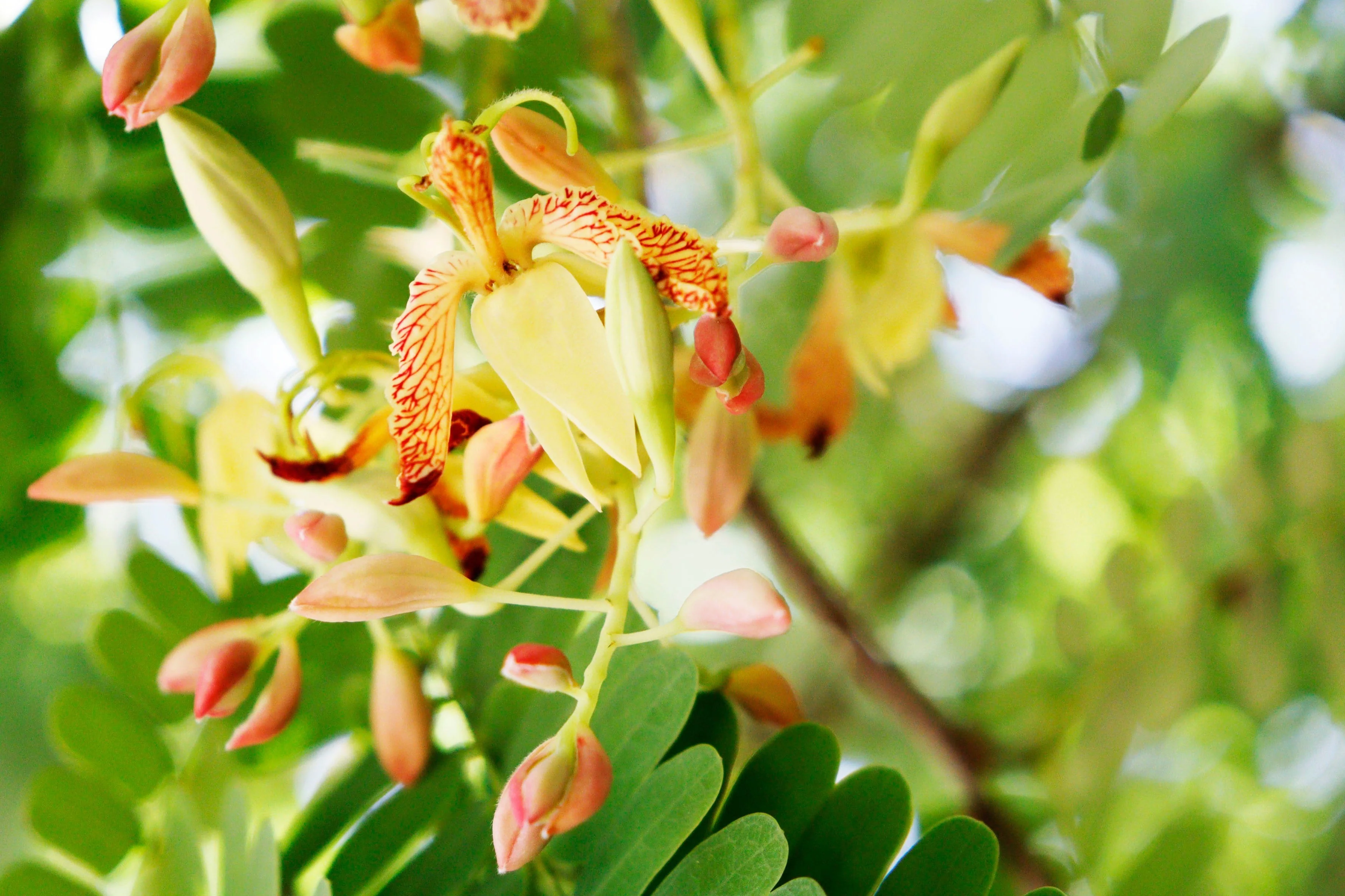 5 TAMARIND FRUIT TREE Tamarindus Indica Bean Pod Legume Seeds - Image 6
