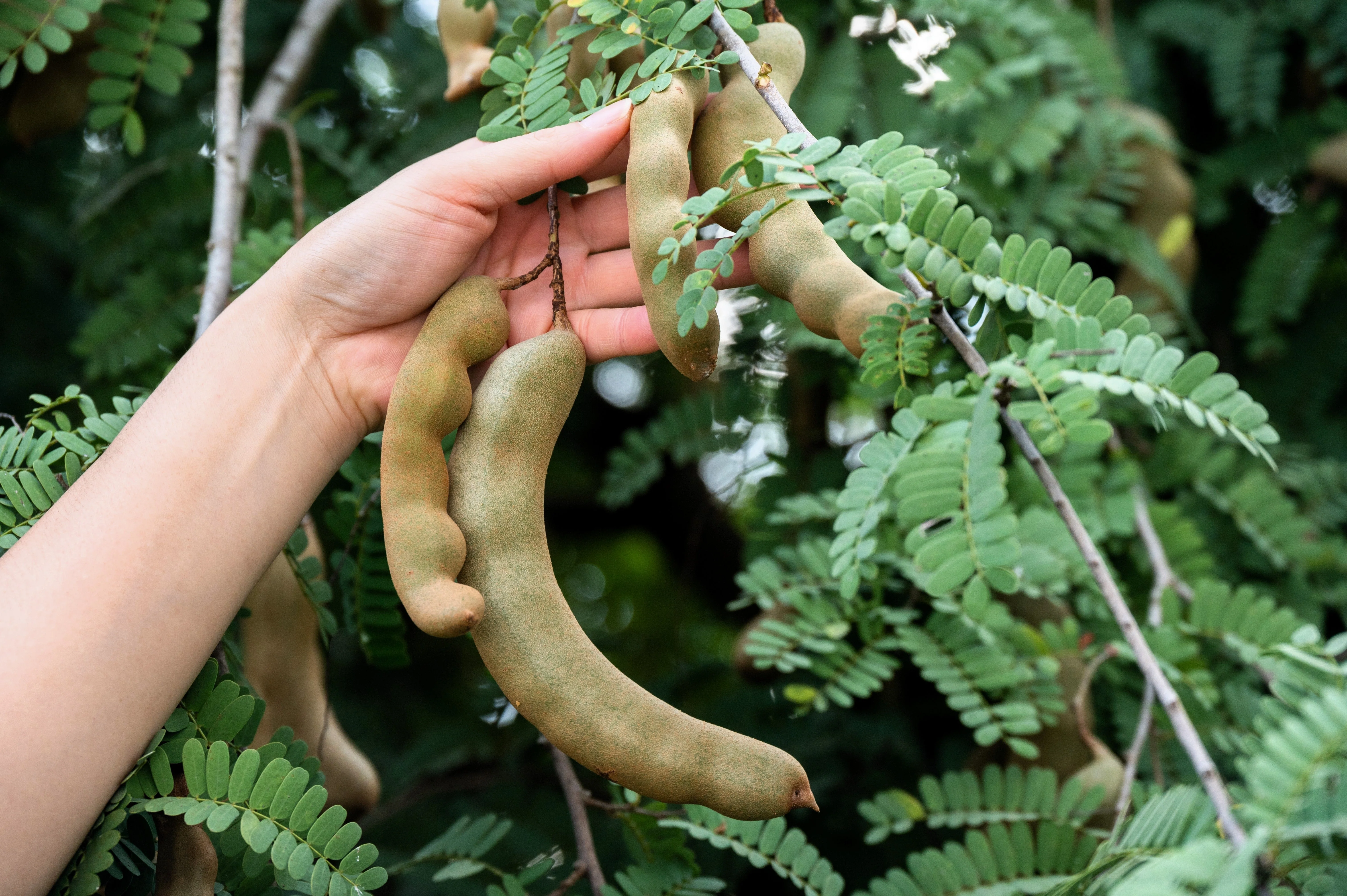 5 TAMARIND FRUIT TREE Tamarindus Indica Bean Pod Legume Seeds - Image 9