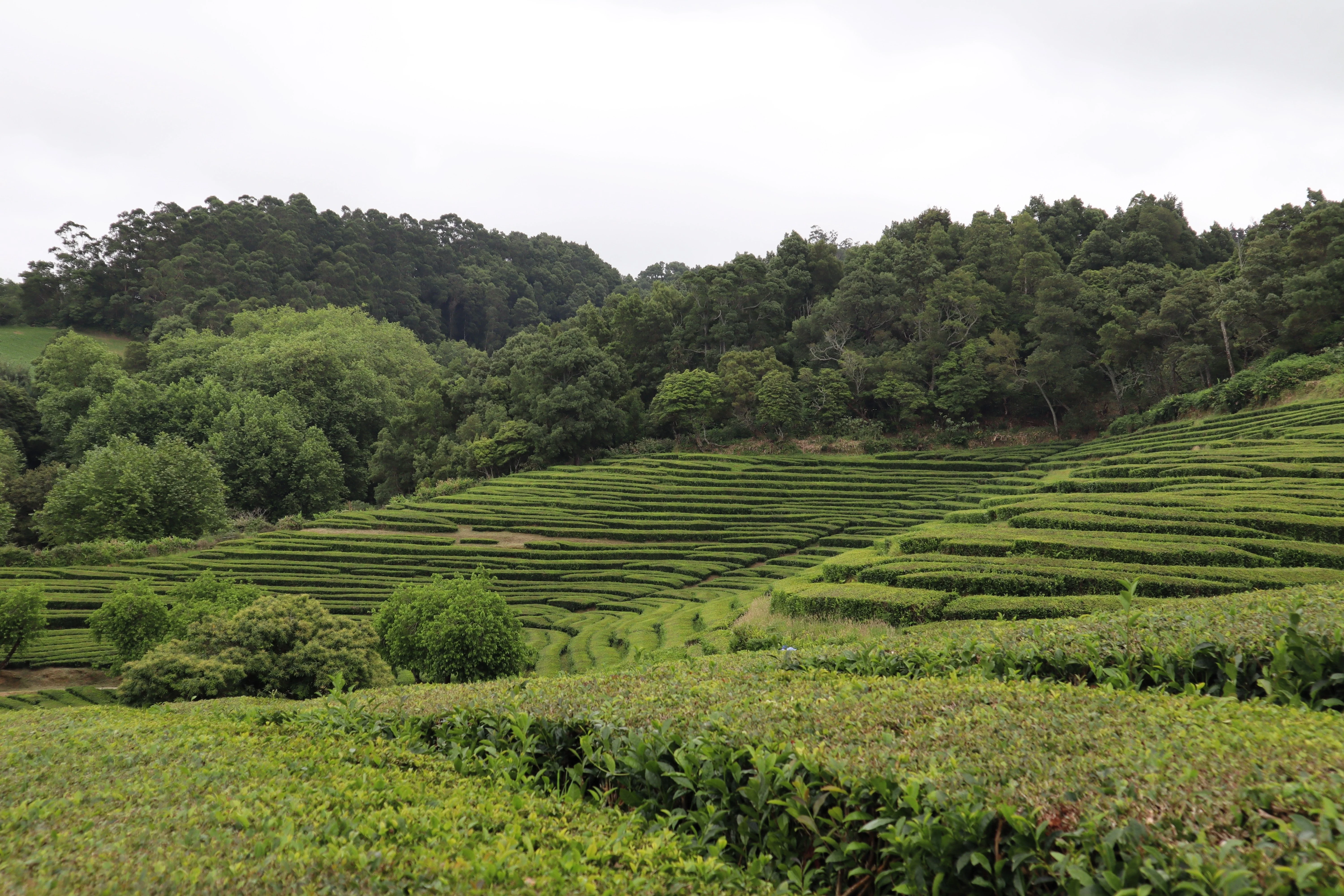 5 TEA PLANT Black & Green Drinking Tea Camellia Sinensis Evergreen Tree Shrub Flower Seeds - Image 10