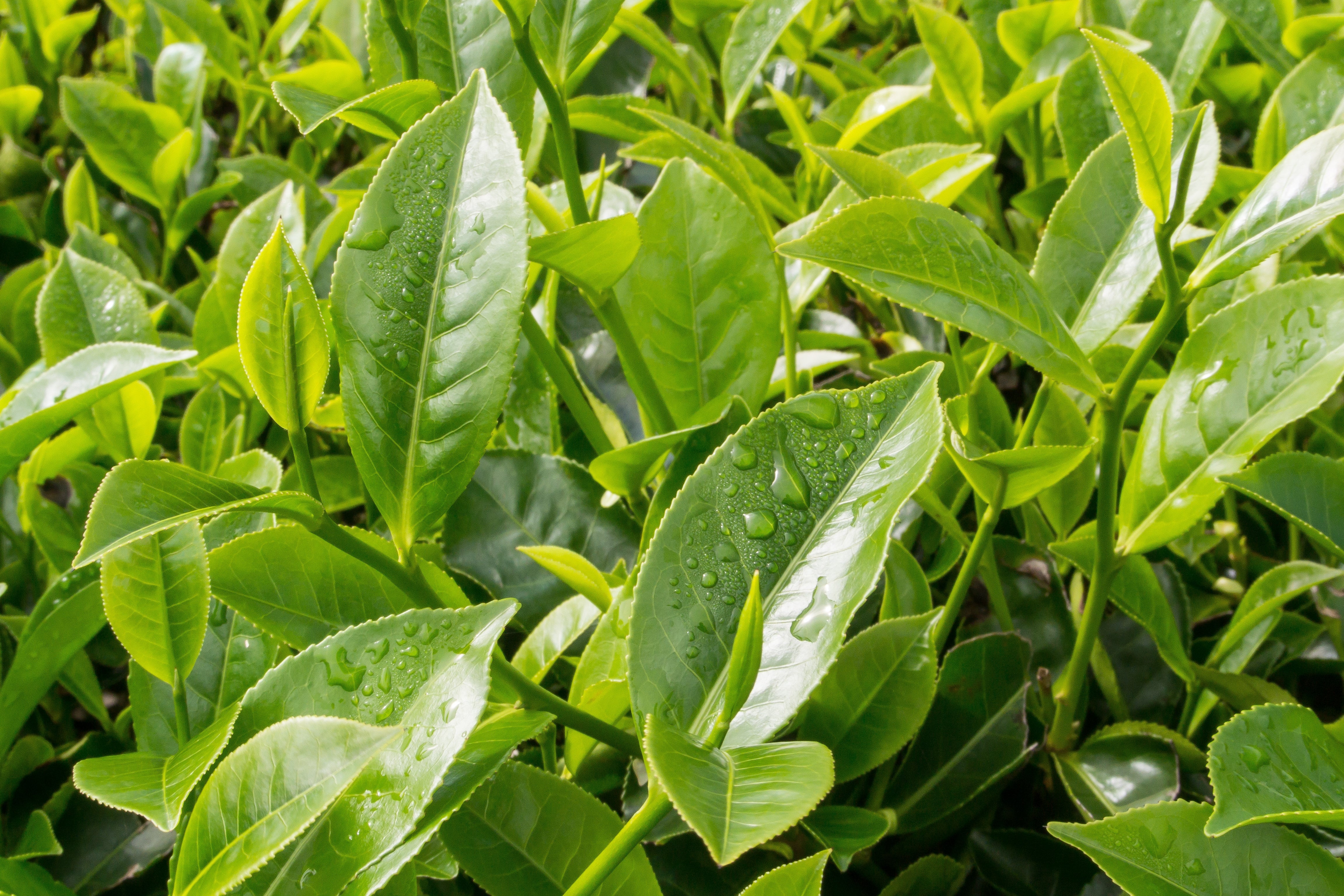 5 TEA PLANT Black & Green Drinking Tea Camellia Sinensis Evergreen Tree Shrub Flower Seeds - Image 4
