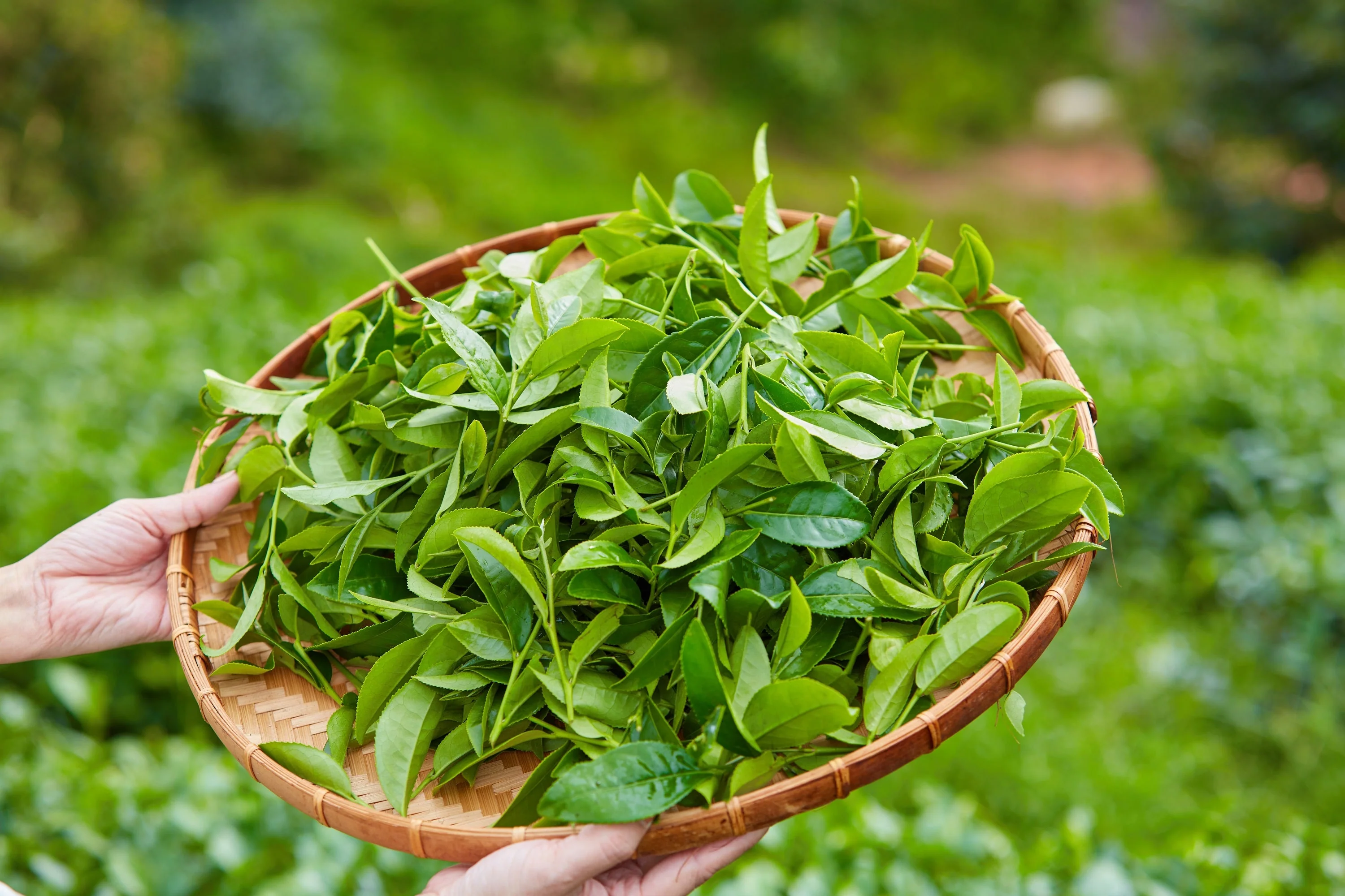 5 TEA PLANT Black & Green Drinking Tea Camellia Sinensis Evergreen Tree Shrub Flower Seeds - Image 5