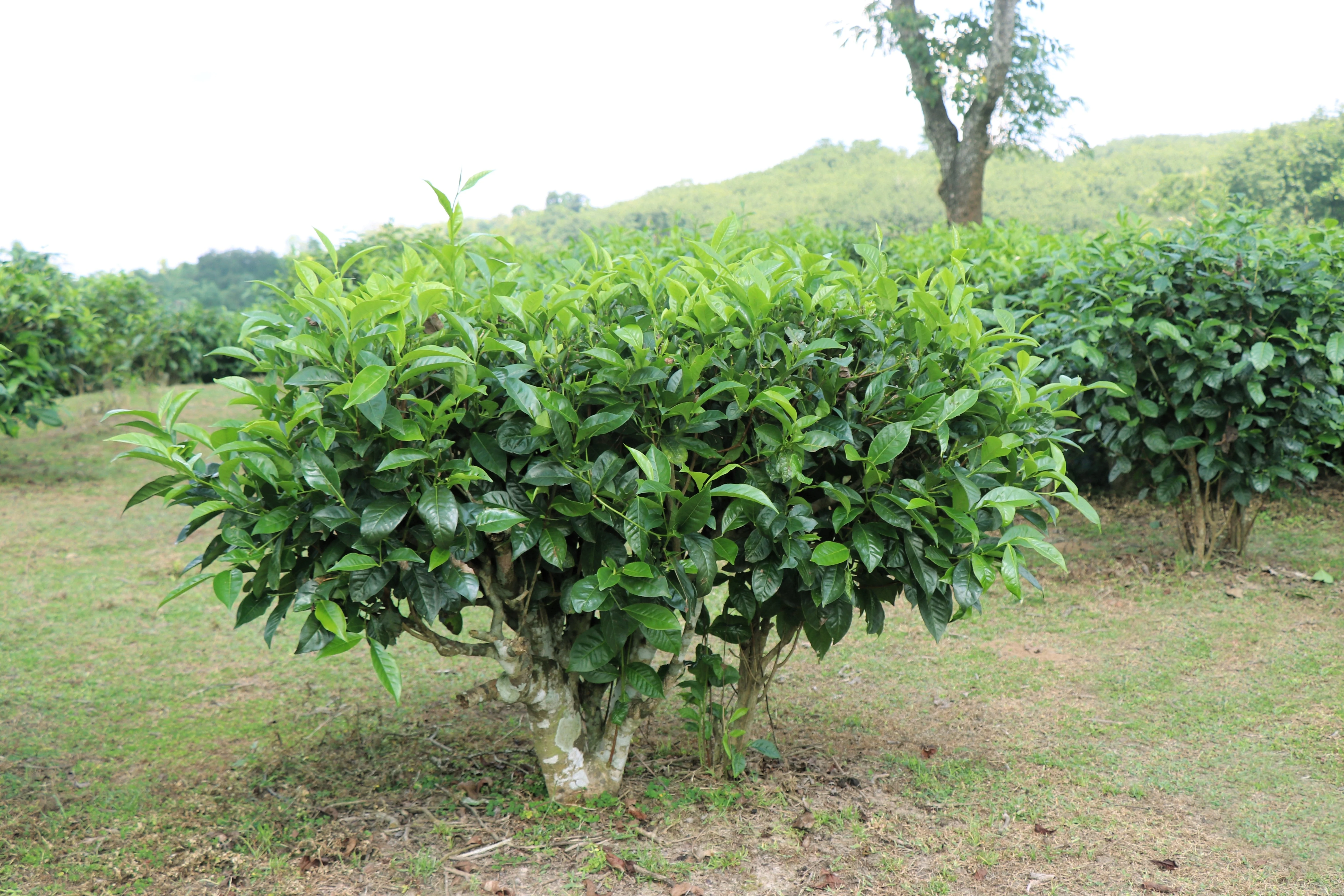 5 TEA PLANT Black & Green Drinking Tea Camellia Sinensis Evergreen Tree Shrub Flower Seeds - Image 6