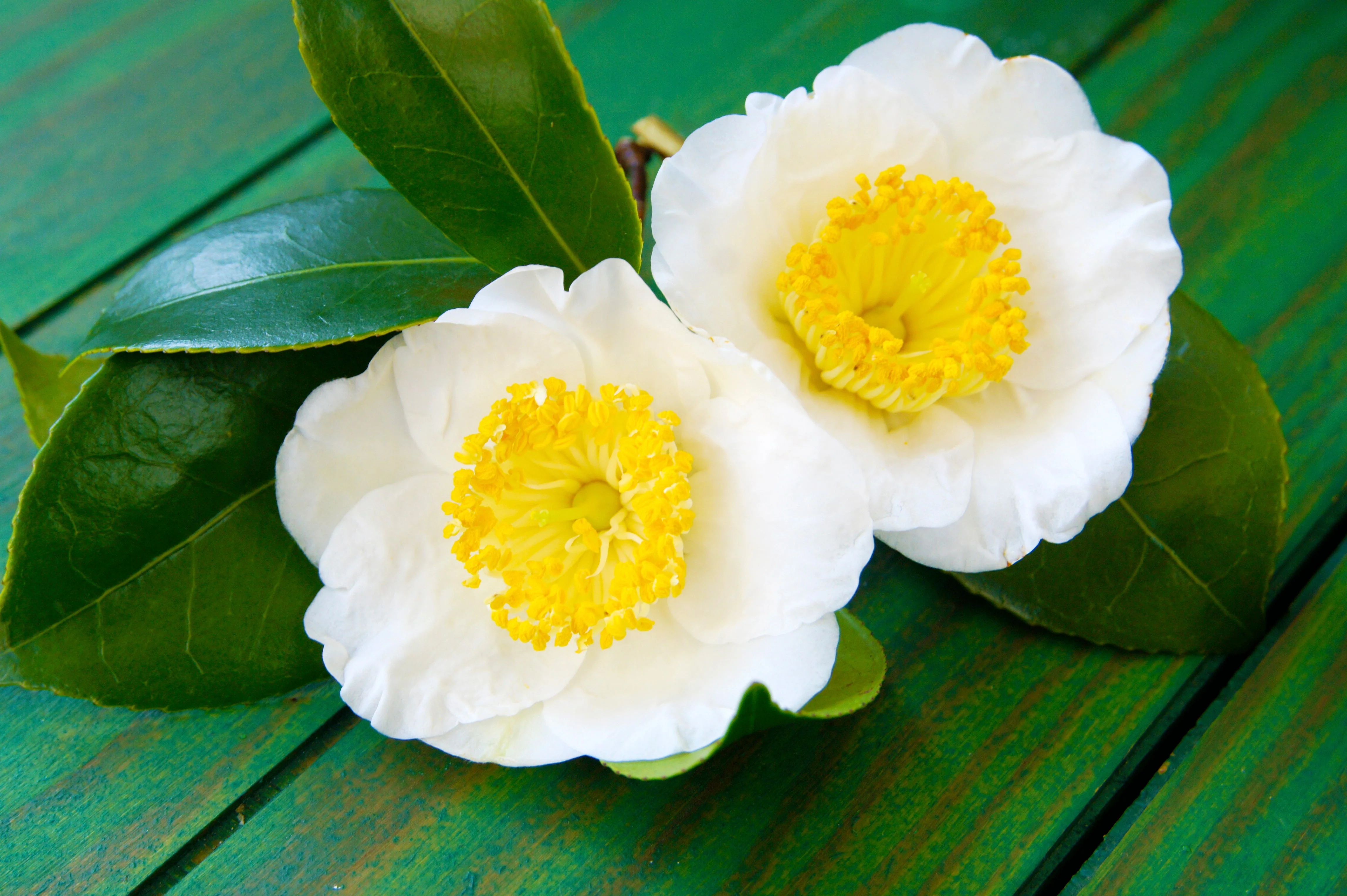 5 TEA PLANT Black & Green Drinking Tea Camellia Sinensis Evergreen Tree Shrub Flower Seeds - Image 7