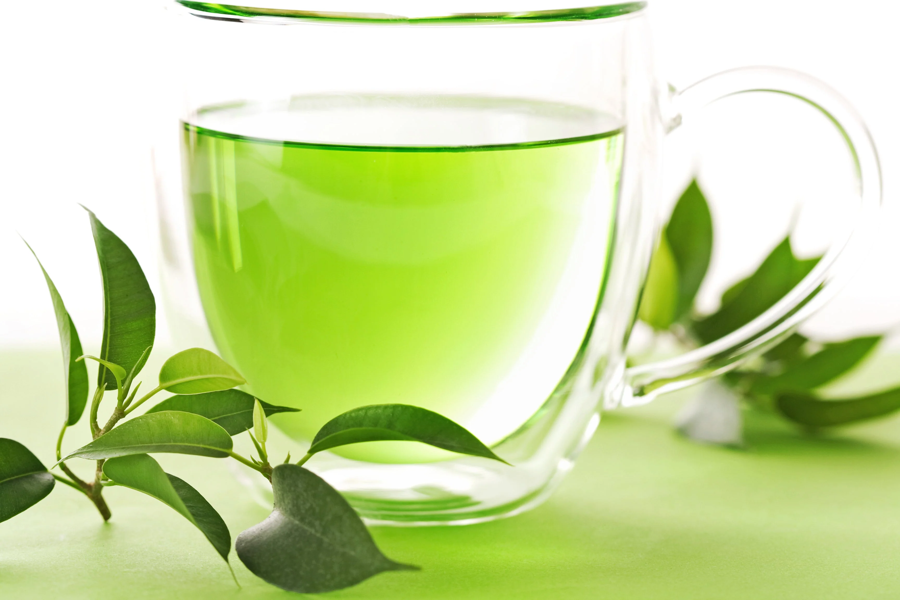 5 TEA PLANT Black & Green Drinking Tea Camellia Sinensis Evergreen Tree Shrub Flower Seeds - Image 8