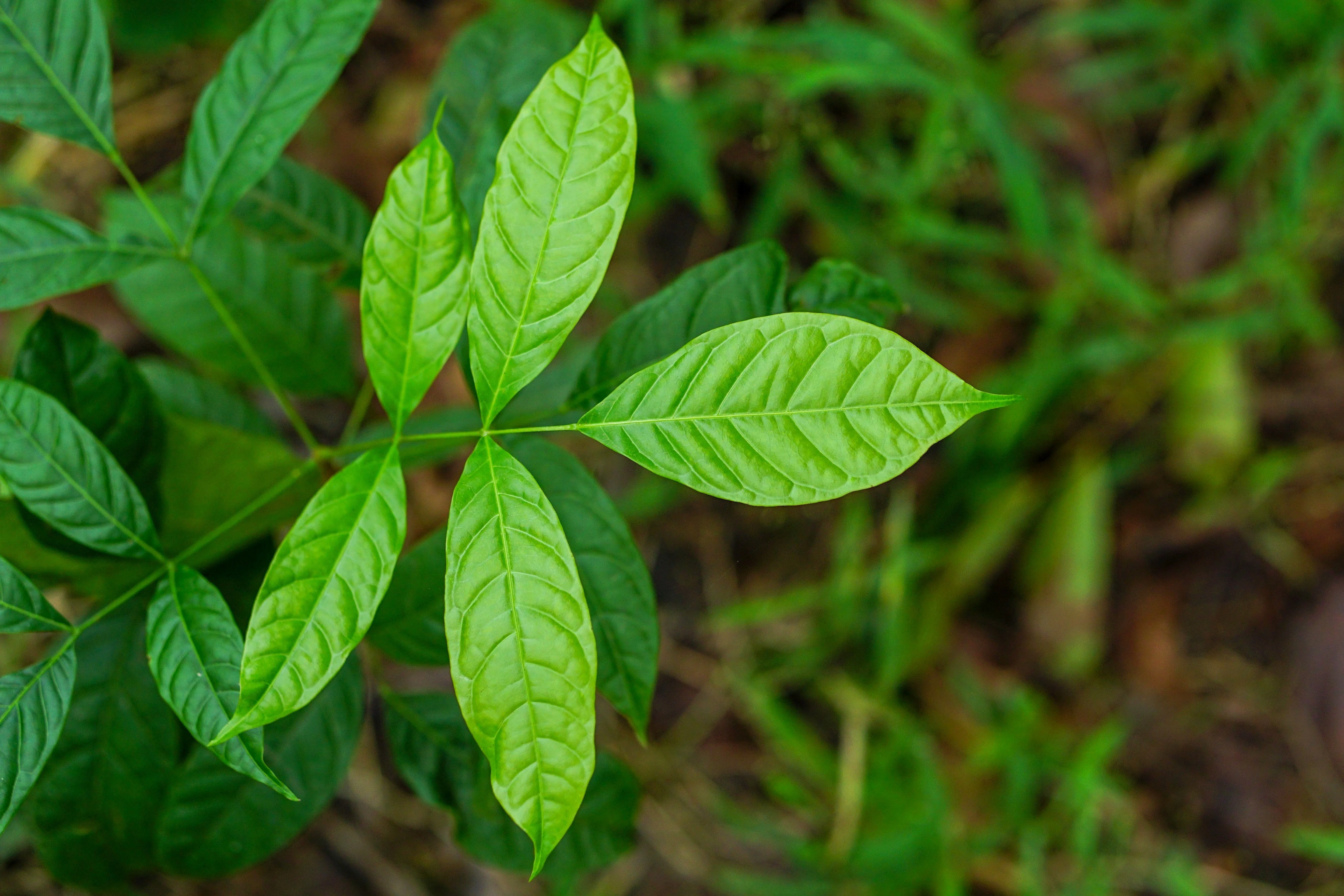 5 TRUE MAHOGANY TREE Honduran Big Leaf Sky Fruit Swietenia Macrophylla Seeds - Image 11
