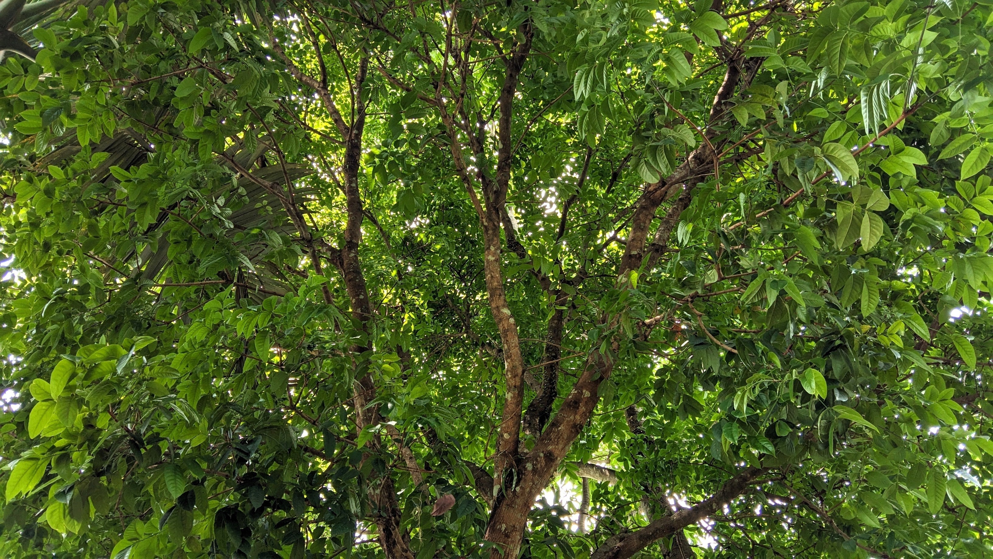 5 TRUE MAHOGANY TREE Honduran Big Leaf Sky Fruit Swietenia Macrophylla Seeds - Image 12