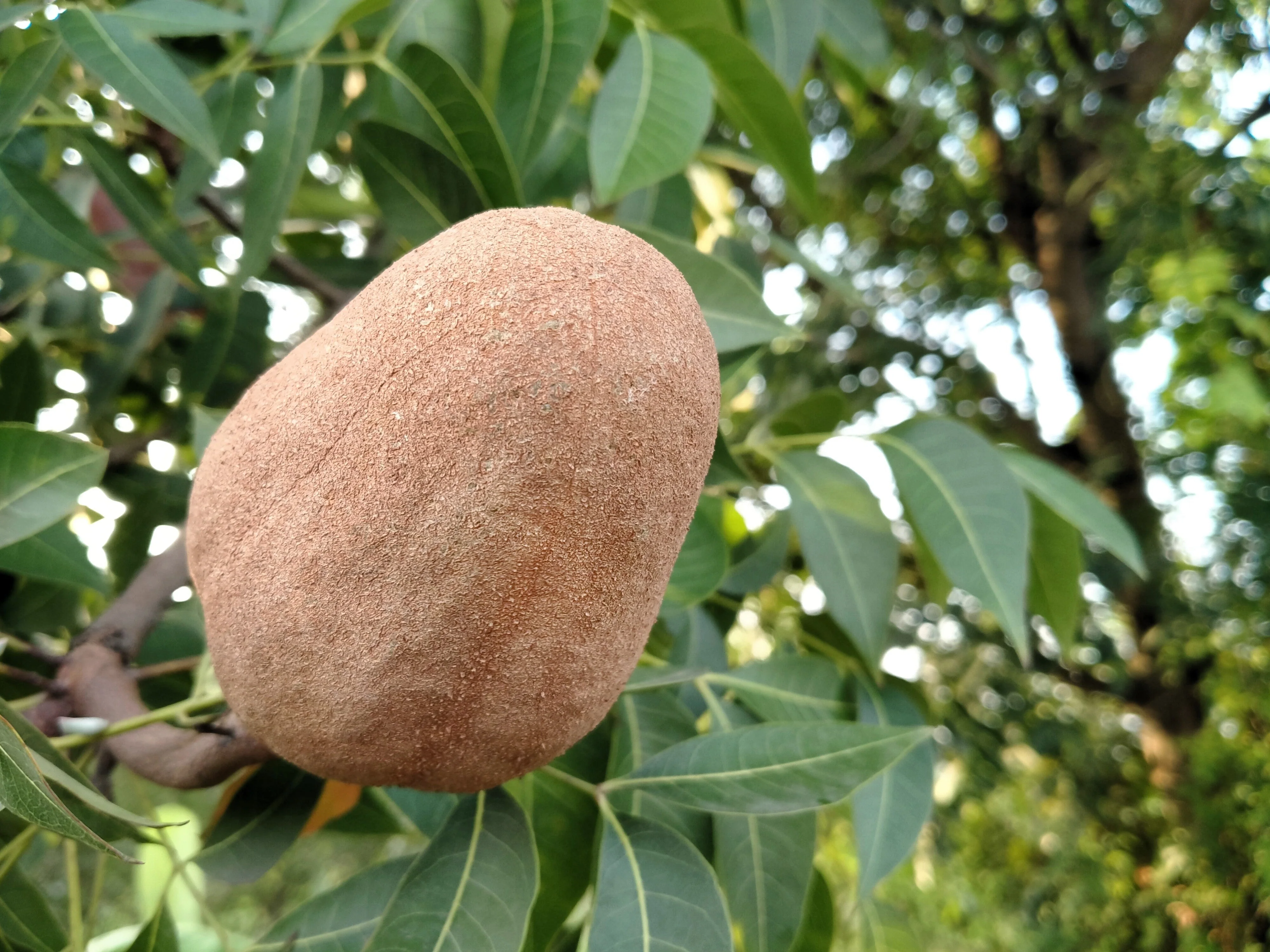 5 TRUE MAHOGANY TREE Honduran Big Leaf Sky Fruit Swietenia Macrophylla Seeds - Image 3