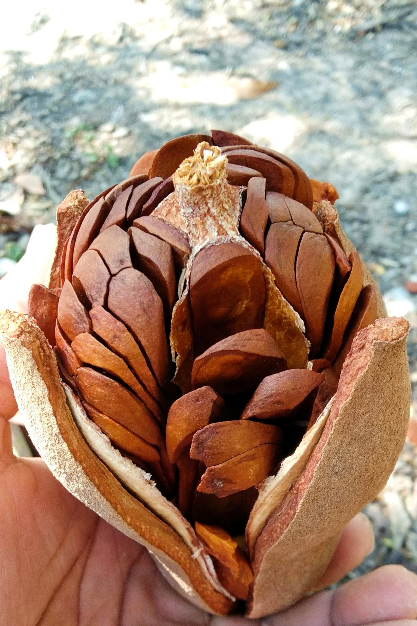 5 TRUE MAHOGANY TREE Honduran Big Leaf Sky Fruit Swietenia Macrophylla Seeds - Image 4