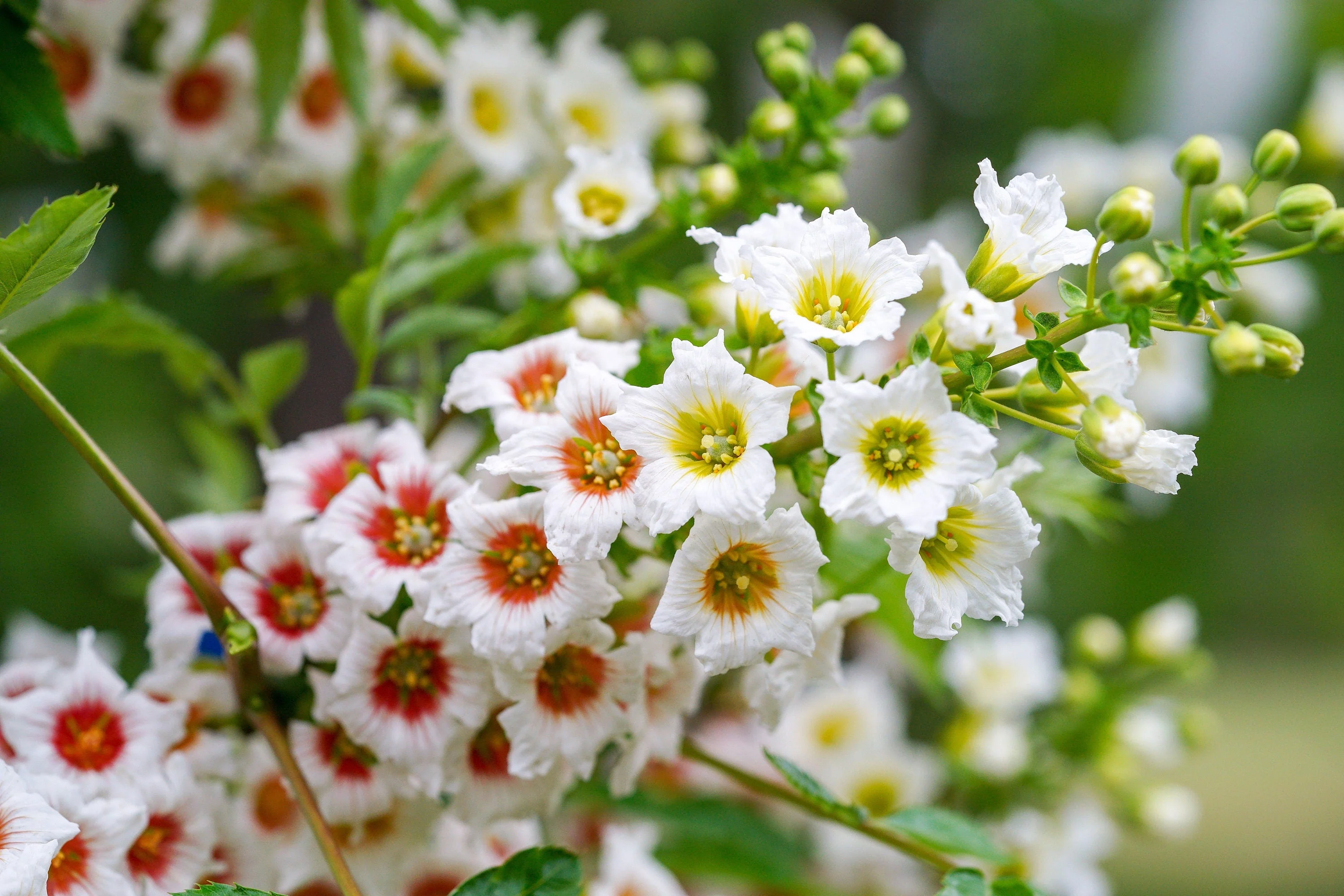 5 YELLOWHORN TREE Xanthoceras Sorbifolium aka Goldenhorn, Raintree, Chinese Flowering Chestnut - White Yellow Red Fragrant Flower Seeds - Image 2