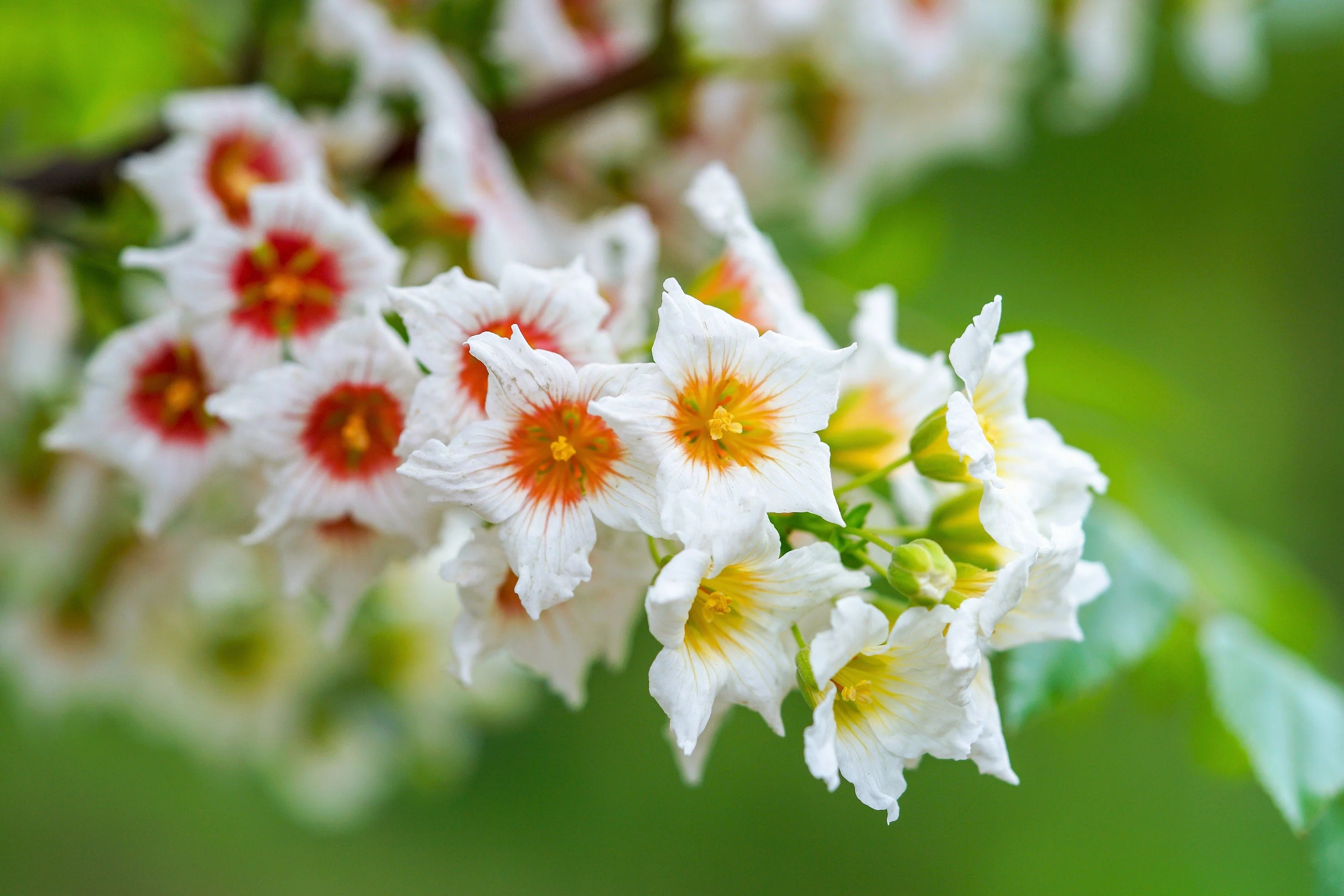 5 YELLOWHORN TREE Xanthoceras Sorbifolium aka Goldenhorn, Raintree, Chinese Flowering Chestnut - White Yellow Red Fragrant Flower Seeds - Image 3