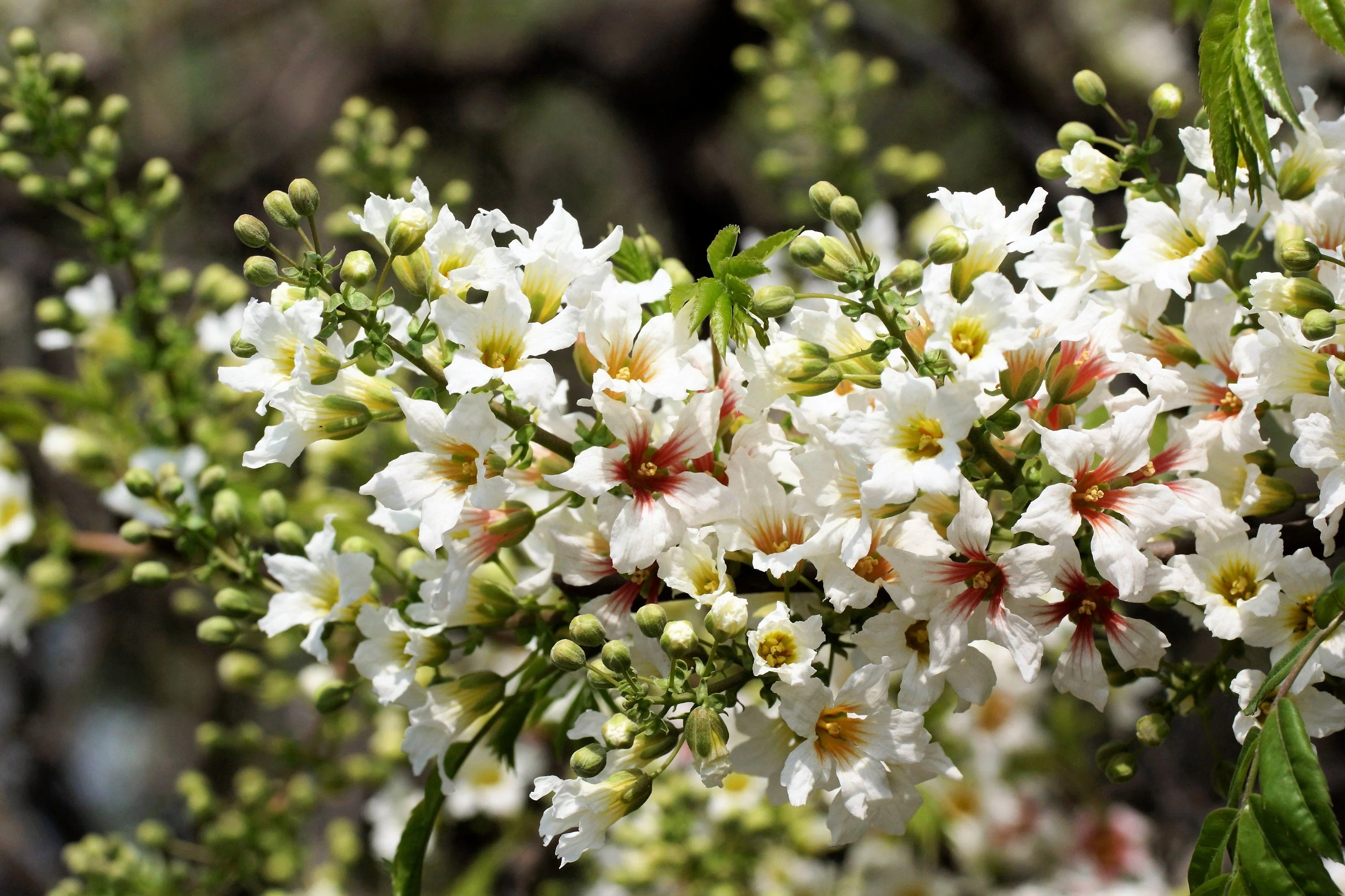 5 YELLOWHORN TREE Xanthoceras Sorbifolium aka Goldenhorn, Raintree, Chinese Flowering Chestnut - White Yellow Red Fragrant Flower Seeds - Image 4