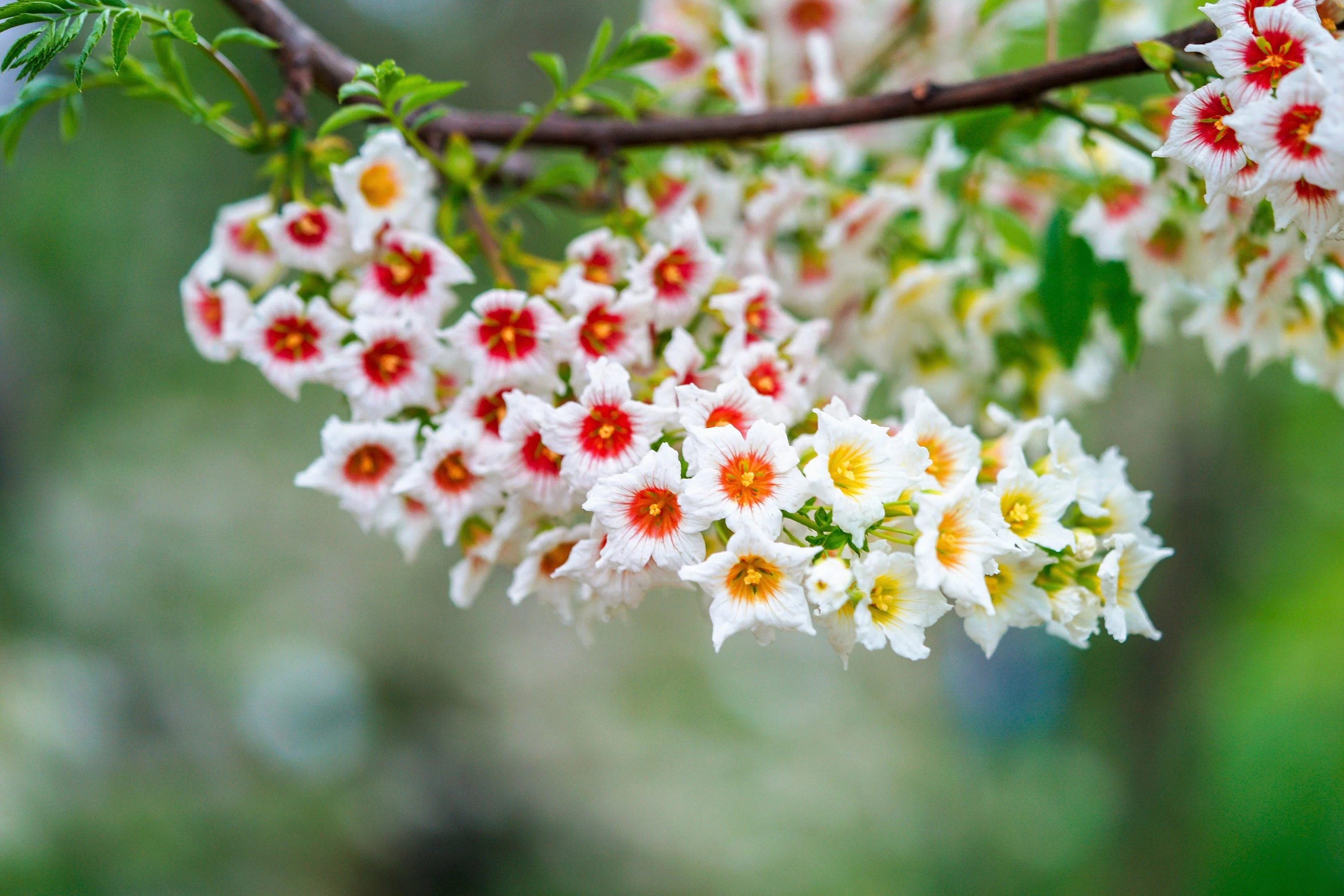 5 YELLOWHORN TREE Xanthoceras Sorbifolium aka Goldenhorn, Raintree, Chinese Flowering Chestnut - White Yellow Red Fragrant Flower Seeds - Image 5