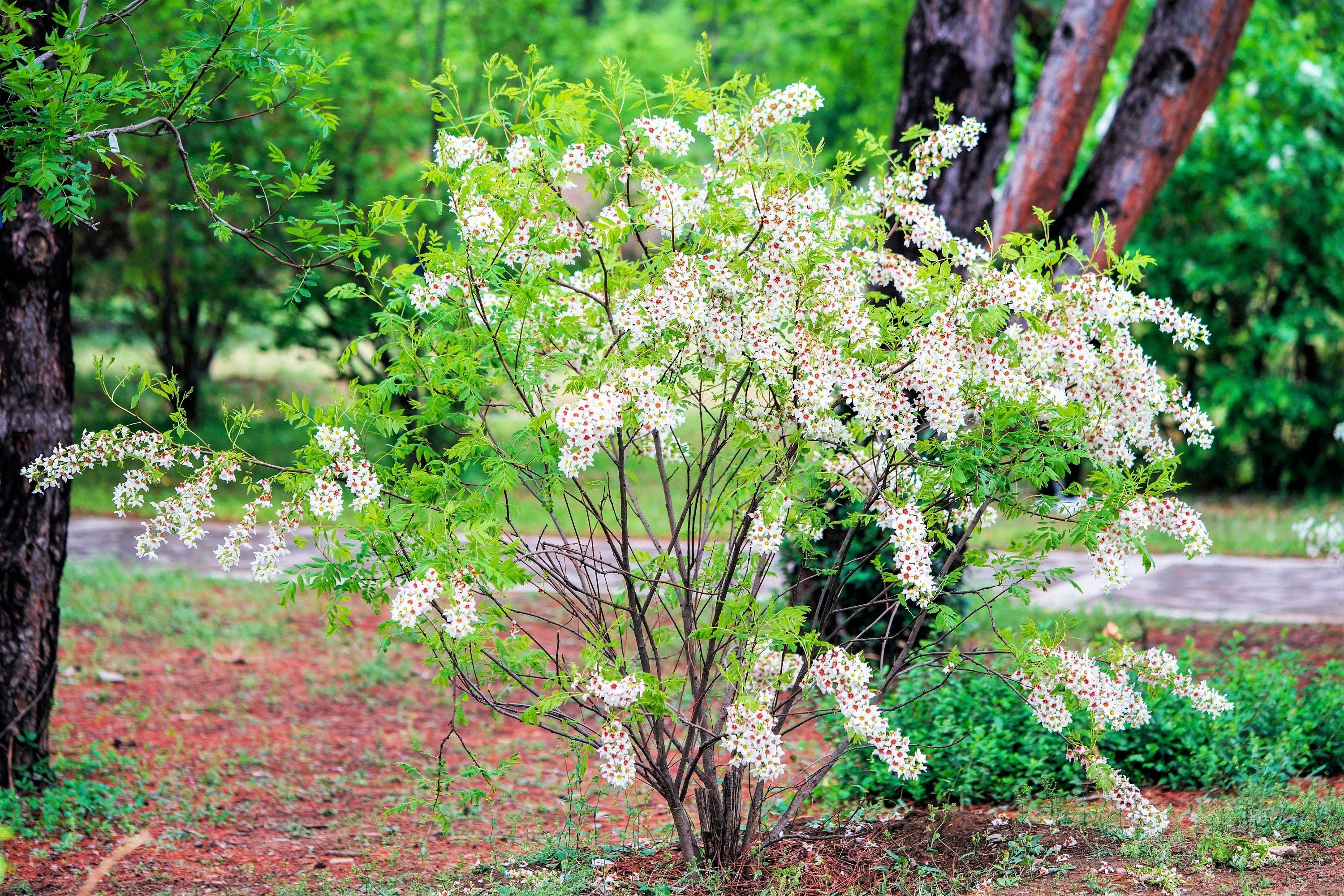 5 YELLOWHORN TREE Xanthoceras Sorbifolium aka Goldenhorn, Raintree, Chinese Flowering Chestnut - White Yellow Red Fragrant Flower Seeds - Image 6