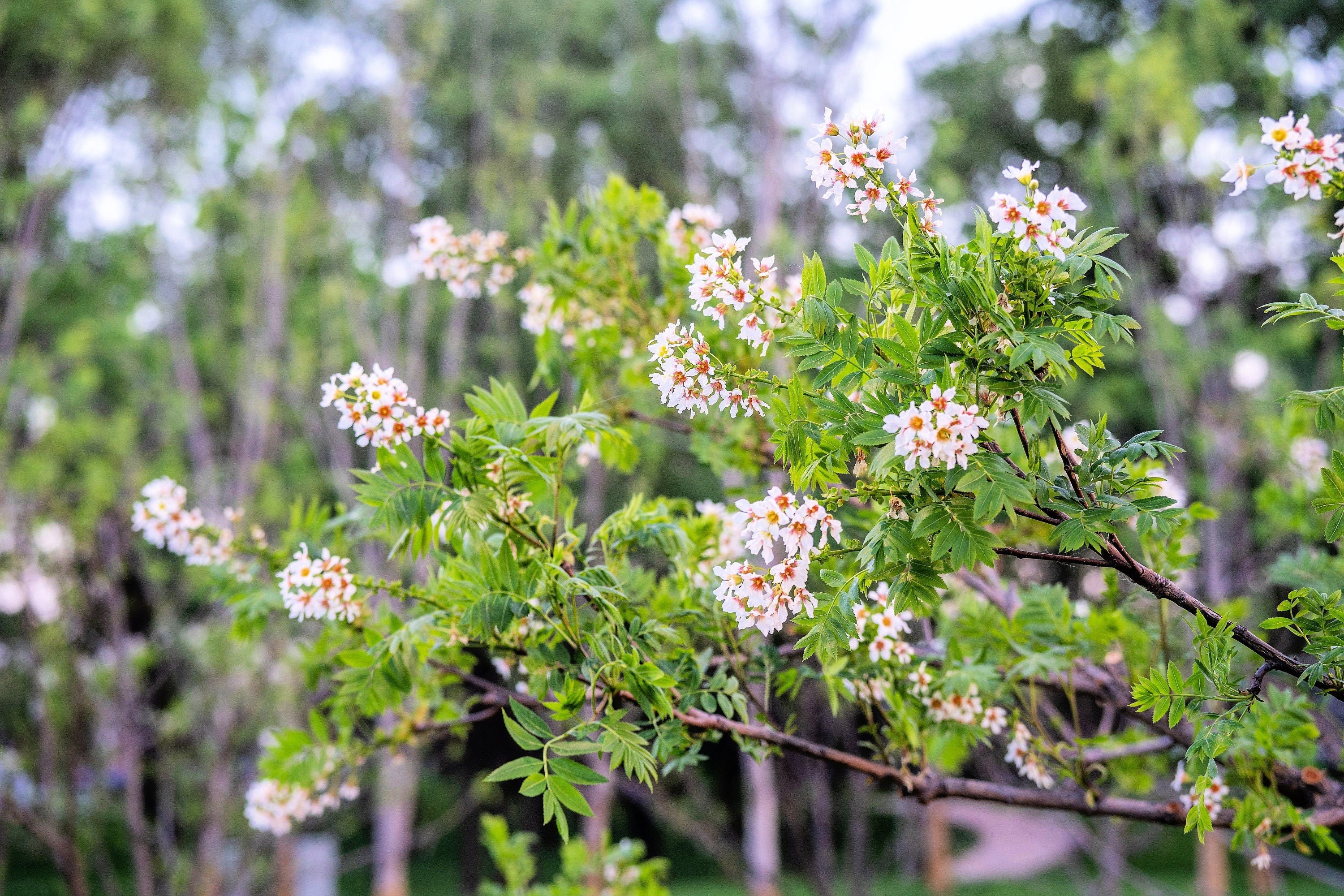 5 YELLOWHORN TREE Xanthoceras Sorbifolium aka Goldenhorn, Raintree, Chinese Flowering Chestnut - White Yellow Red Fragrant Flower Seeds - Image 7