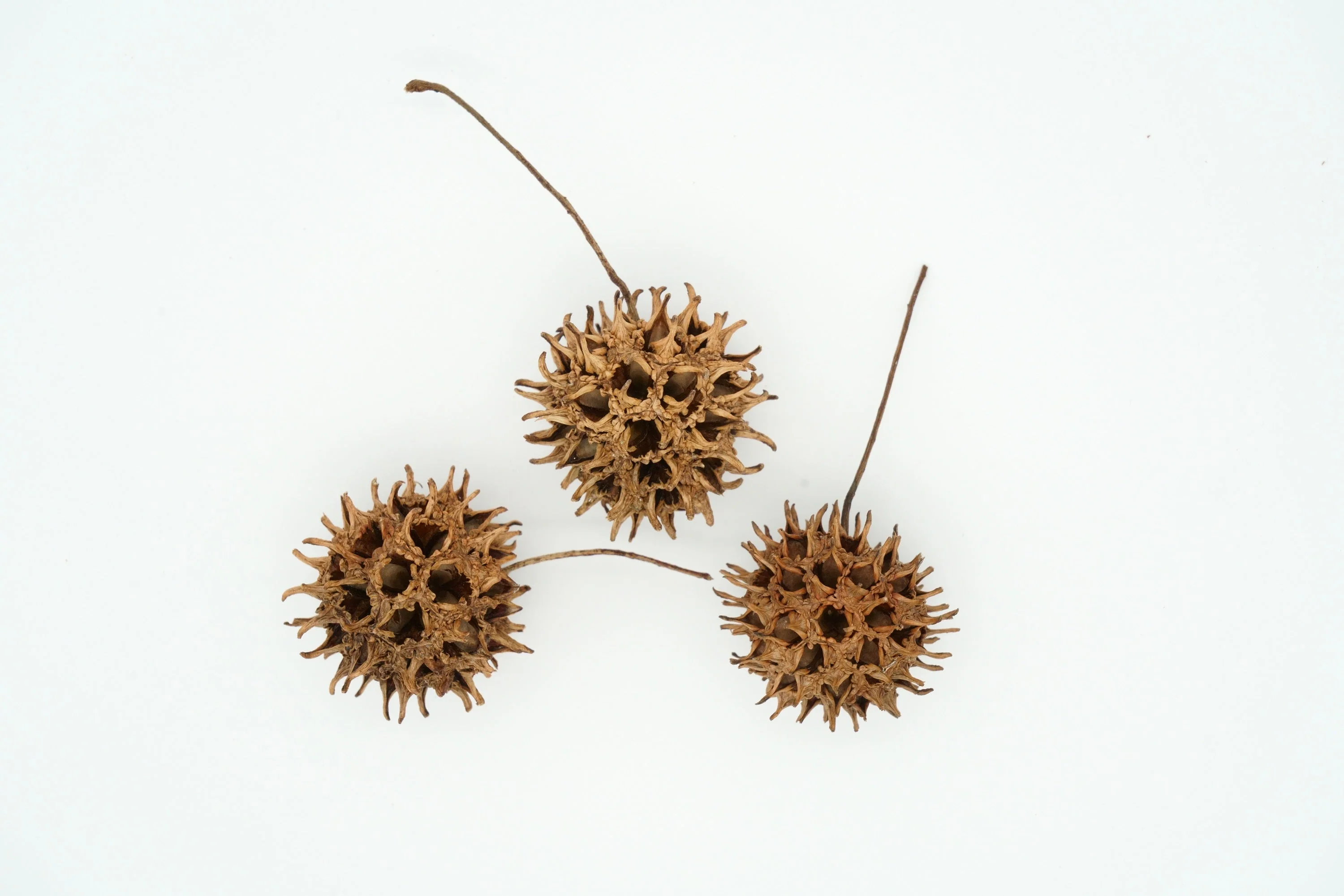 50 AMERICAN SWEETGUM Liquidambar Styraciflua Storax Alligator Sweet Gum Tree Seeds - Great Fall Color! Red Yellow Orange Purple - Image 12