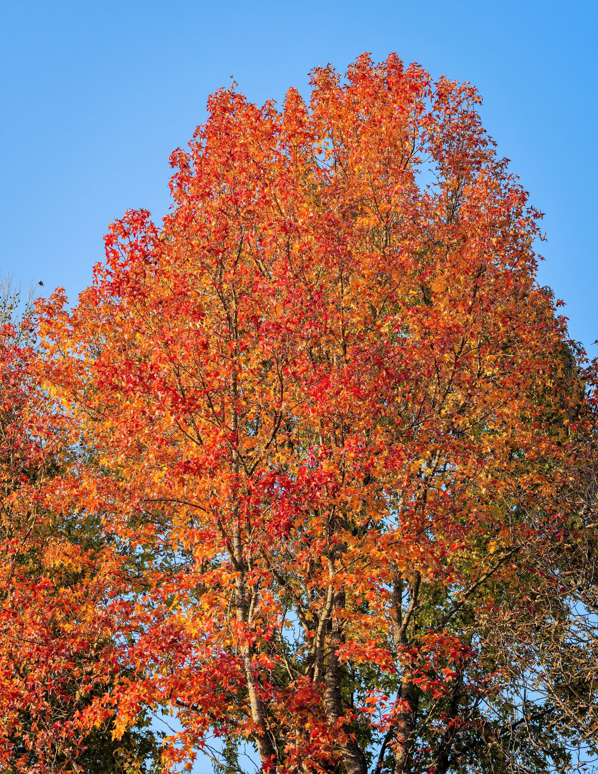 50 AMERICAN SWEETGUM Liquidambar Styraciflua Storax Alligator Sweet Gum Tree Seeds - Great Fall Color! Red Yellow Orange Purple - Image 14