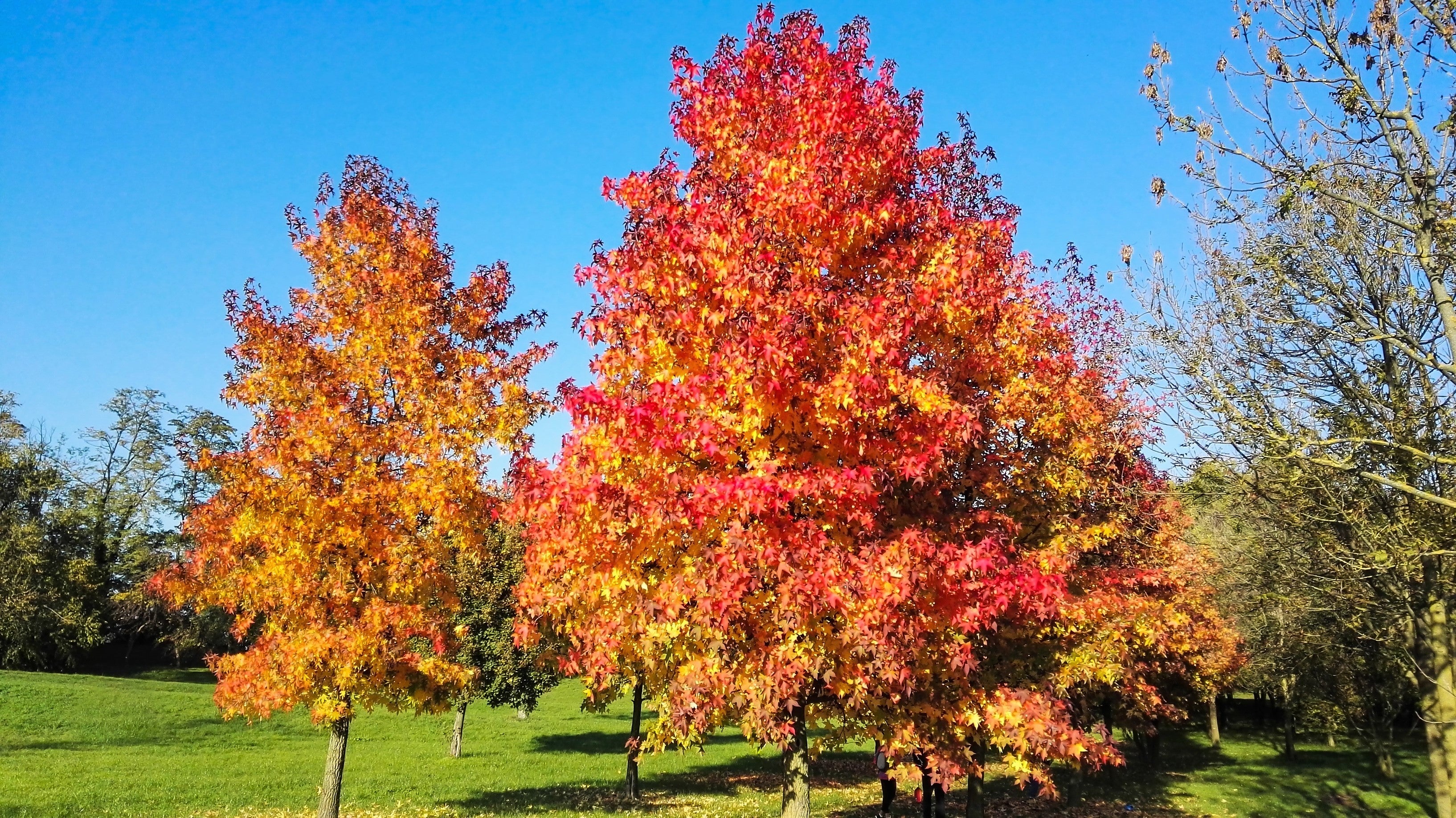 50 AMERICAN SWEETGUM Liquidambar Styraciflua Storax Alligator Sweet Gum Tree Seeds - Great Fall Color! Red Yellow Orange Purple - Image 15