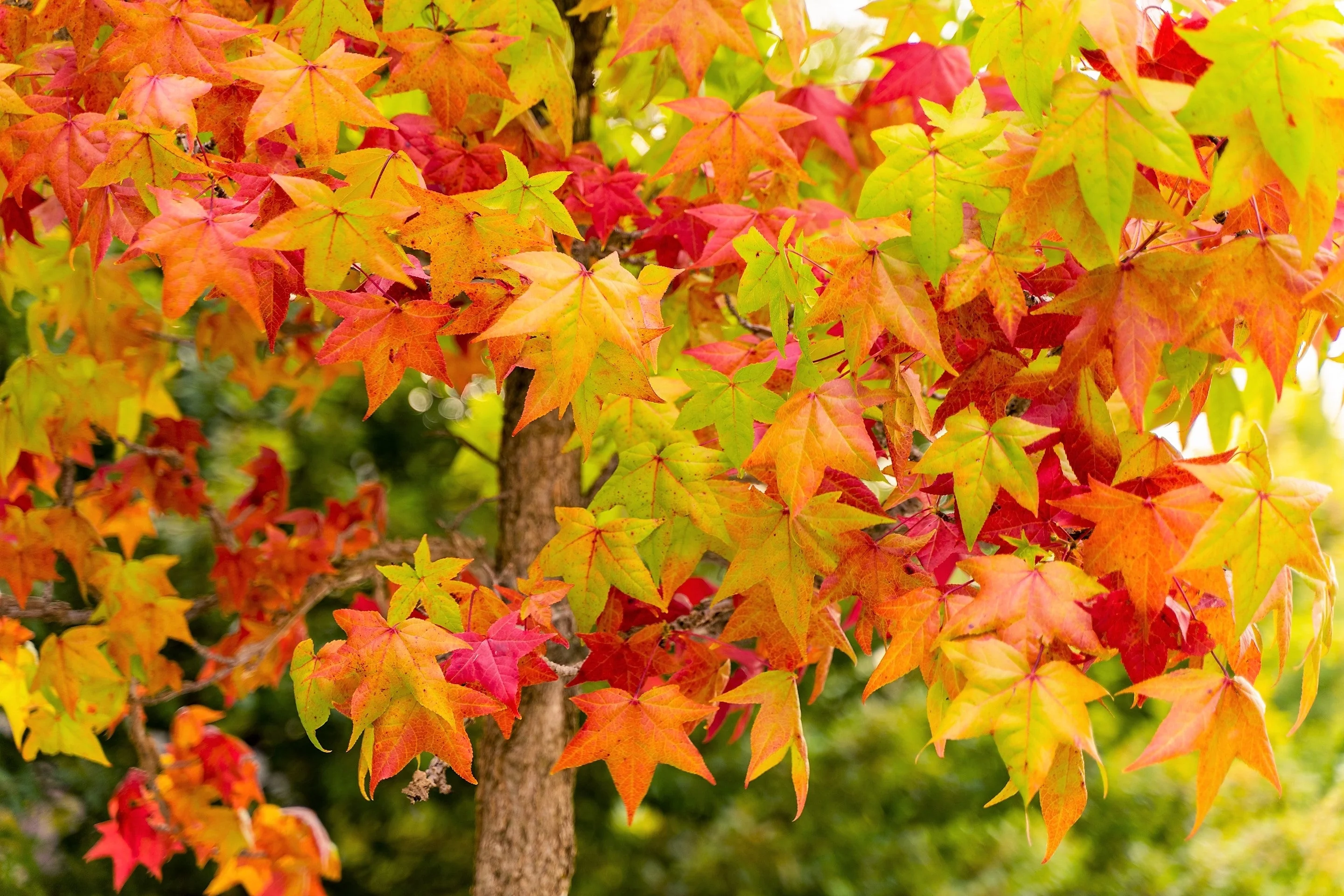 50 AMERICAN SWEETGUM Liquidambar Styraciflua Storax Alligator Sweet Gum Tree Seeds - Great Fall Color! Red Yellow Orange Purple - Image 2