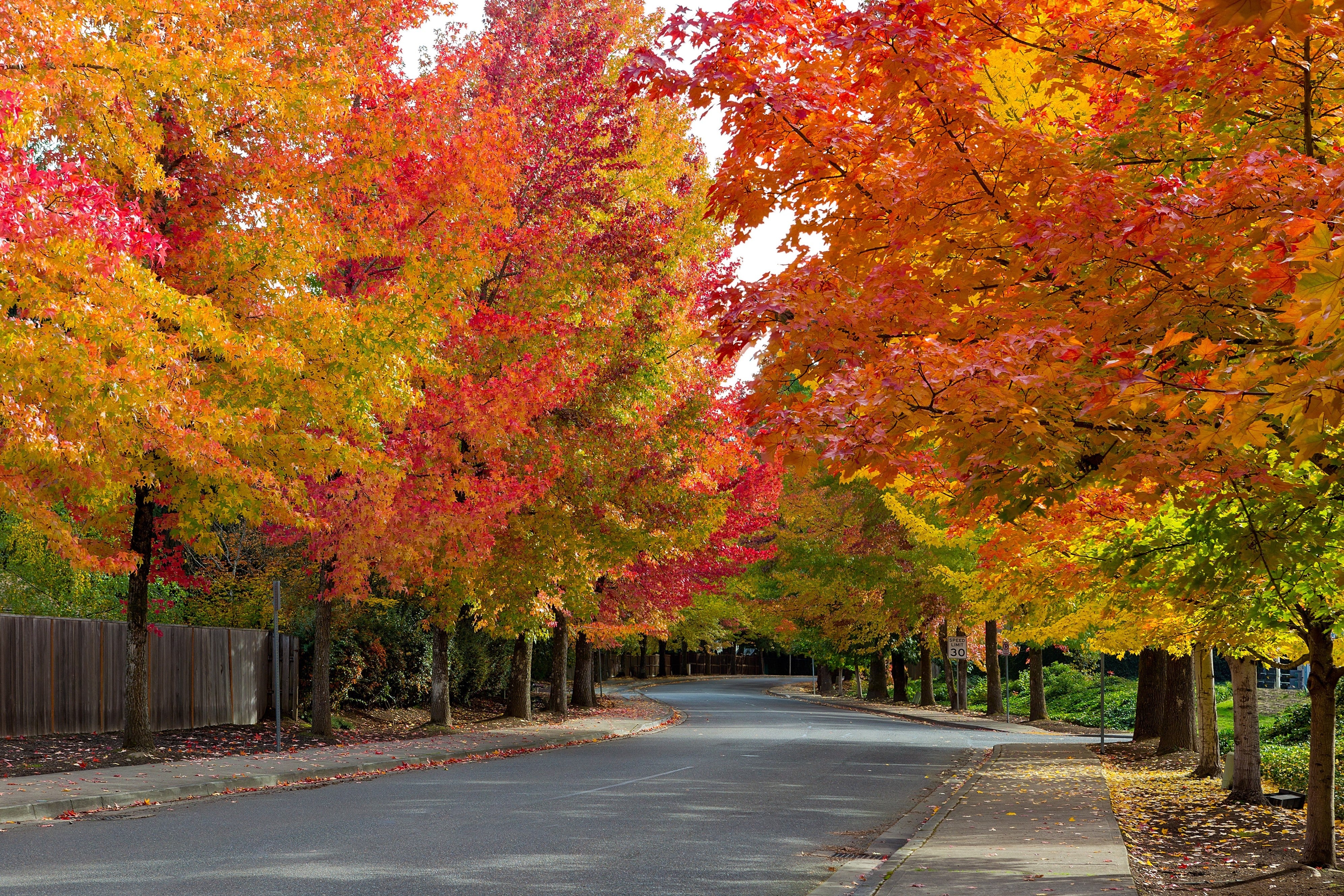 50 AMERICAN SWEETGUM Liquidambar Styraciflua Storax Alligator Sweet Gum Tree Seeds - Great Fall Color! Red Yellow Orange Purple - Image 3