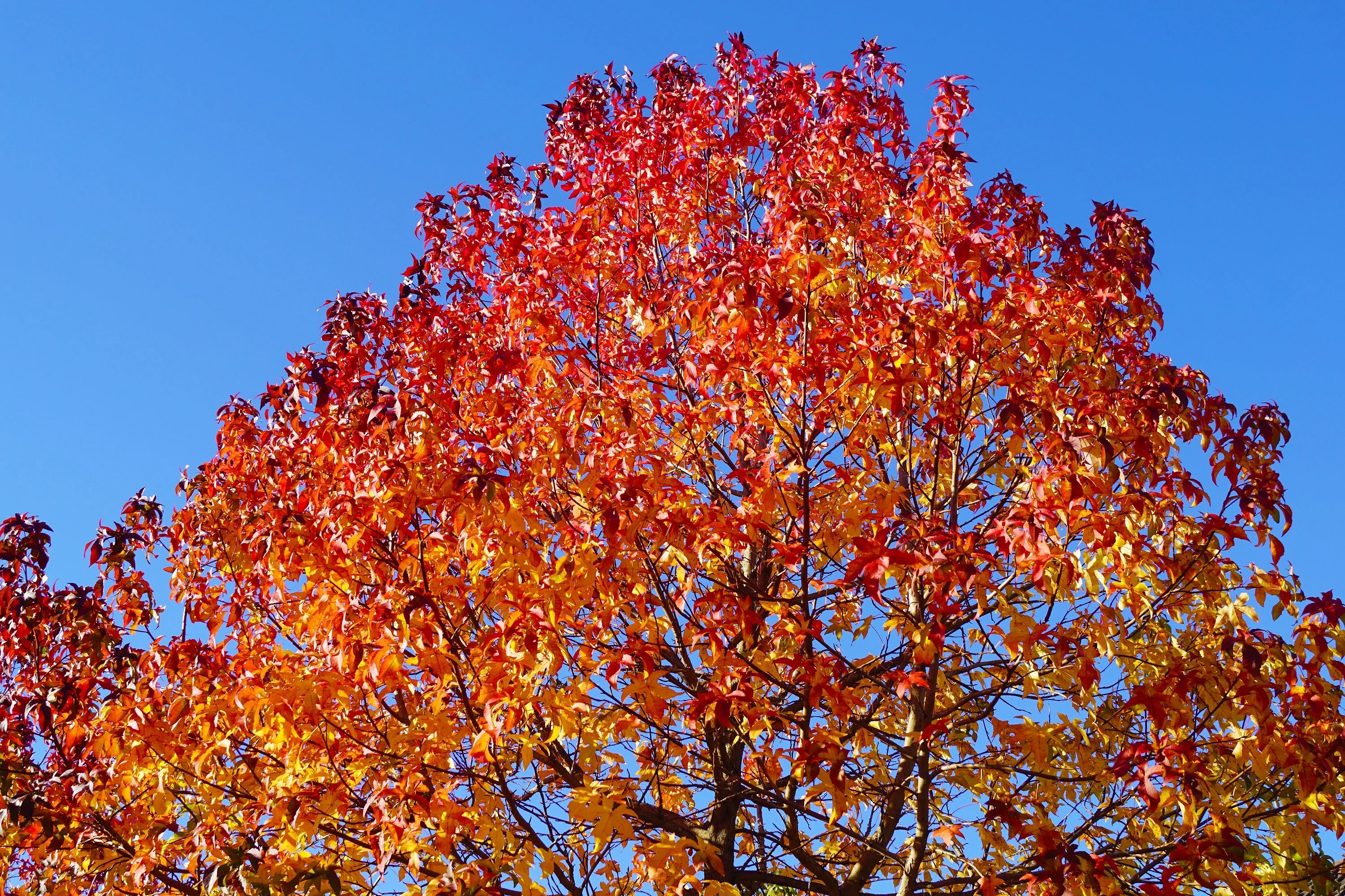 50 AMERICAN SWEETGUM Liquidambar Styraciflua Storax Alligator Sweet Gum Tree Seeds - Great Fall Color! Red Yellow Orange Purple - Image 4