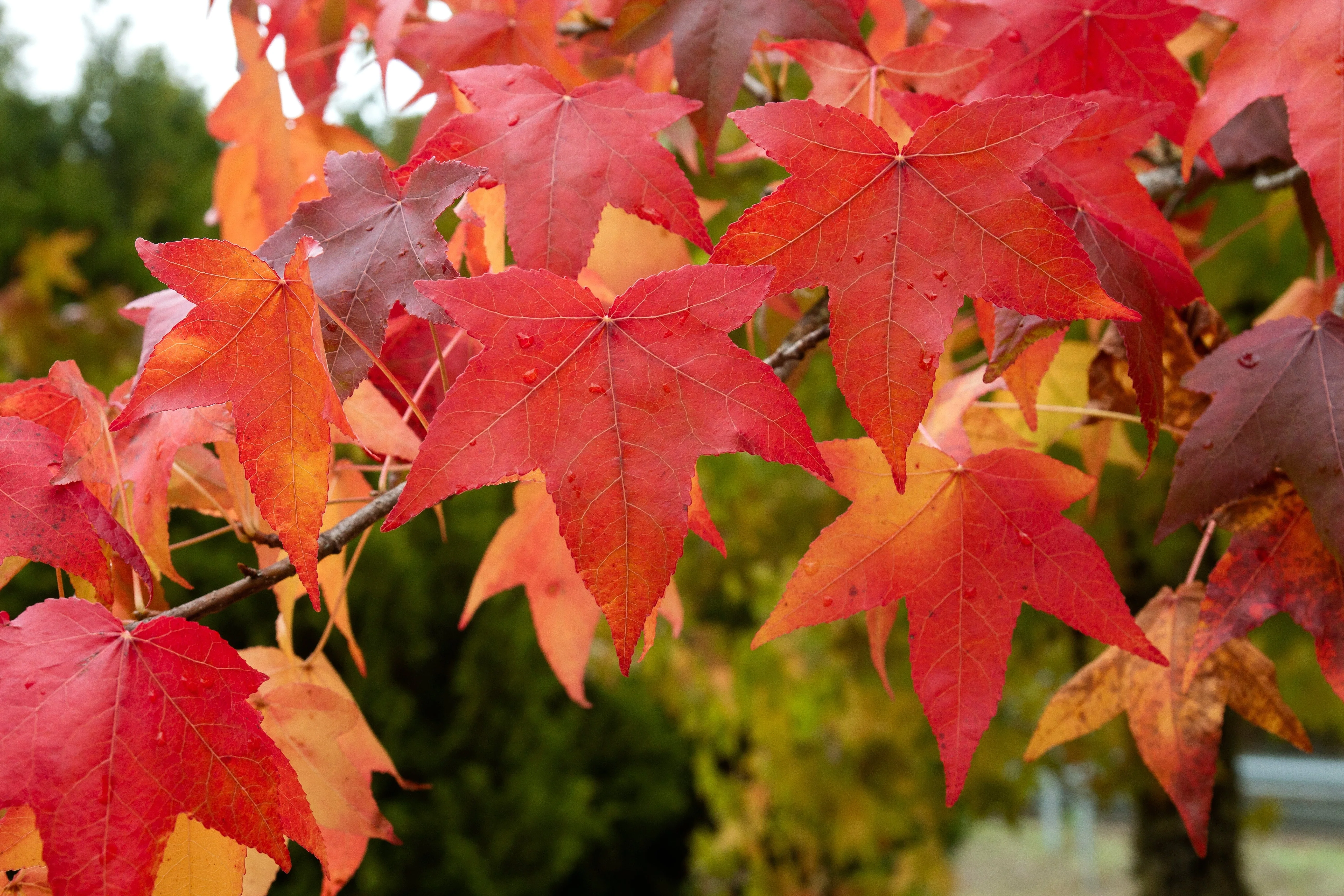 50 AMERICAN SWEETGUM Liquidambar Styraciflua Storax Alligator Sweet Gum Tree Seeds - Great Fall Color! Red Yellow Orange Purple - Image 5