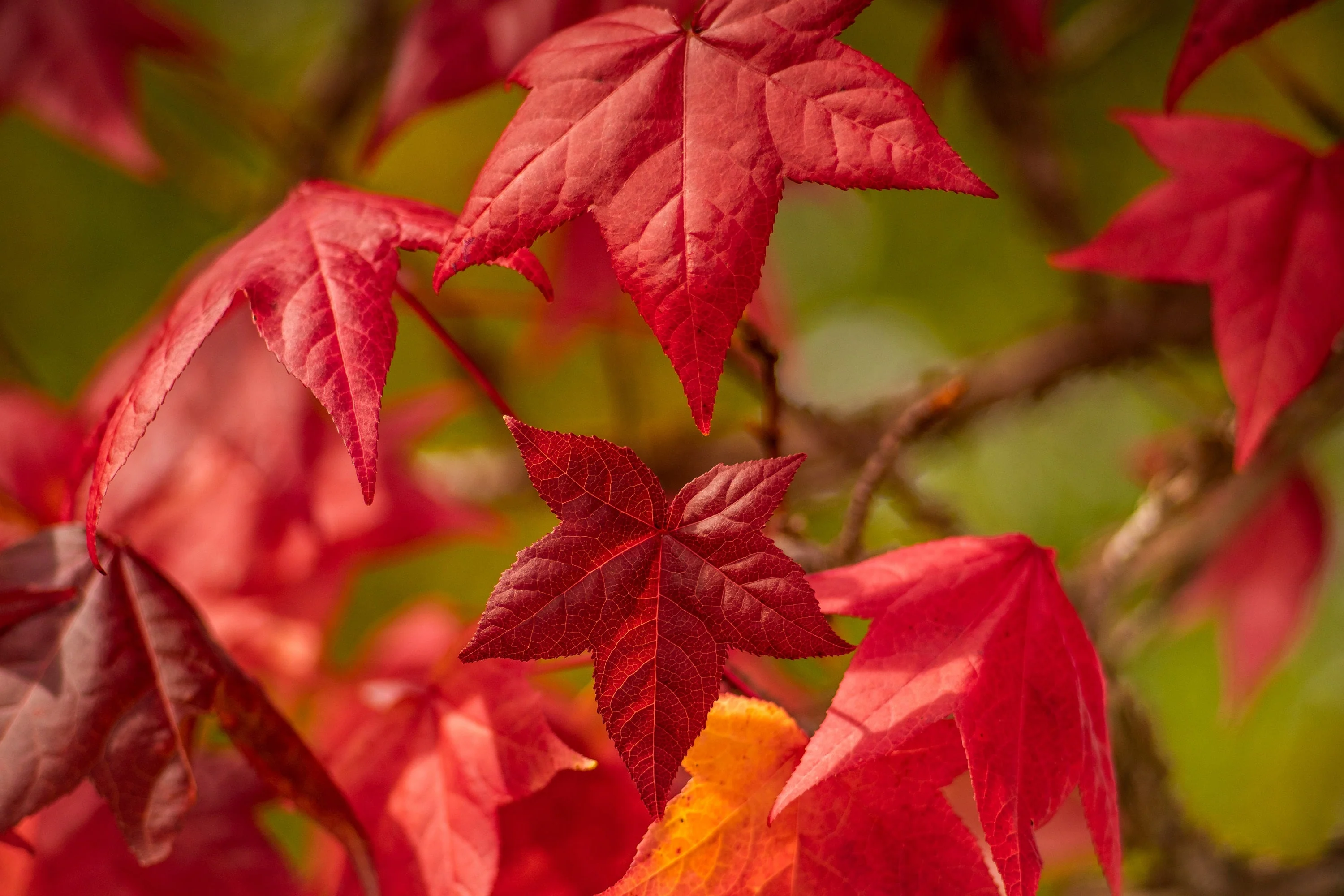 50 AMERICAN SWEETGUM Liquidambar Styraciflua Storax Alligator Sweet Gum Tree Seeds - Great Fall Color! Red Yellow Orange Purple - Image 6
