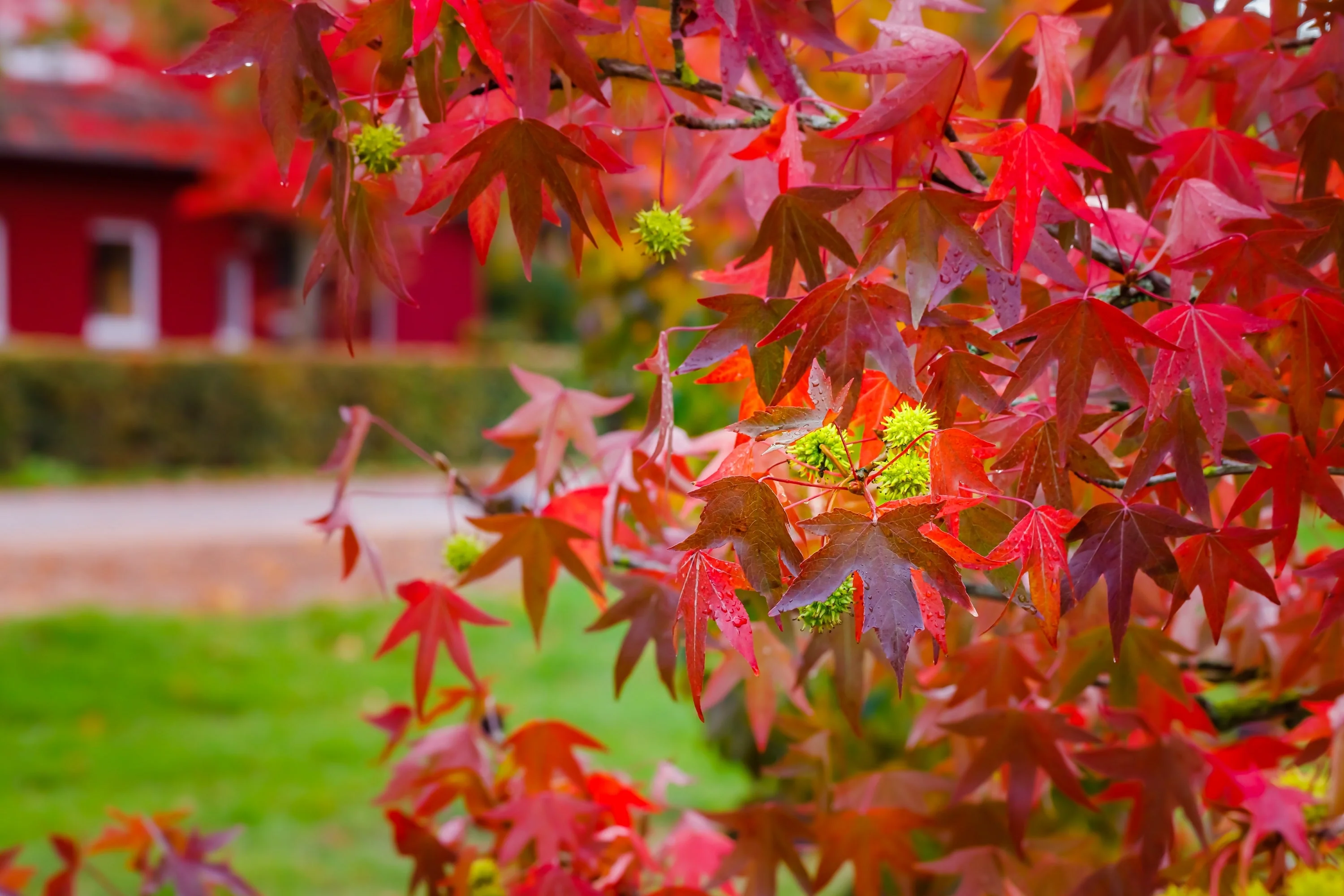 50 AMERICAN SWEETGUM Liquidambar Styraciflua Storax Alligator Sweet Gum Tree Seeds - Great Fall Color! Red Yellow Orange Purple - Image 7