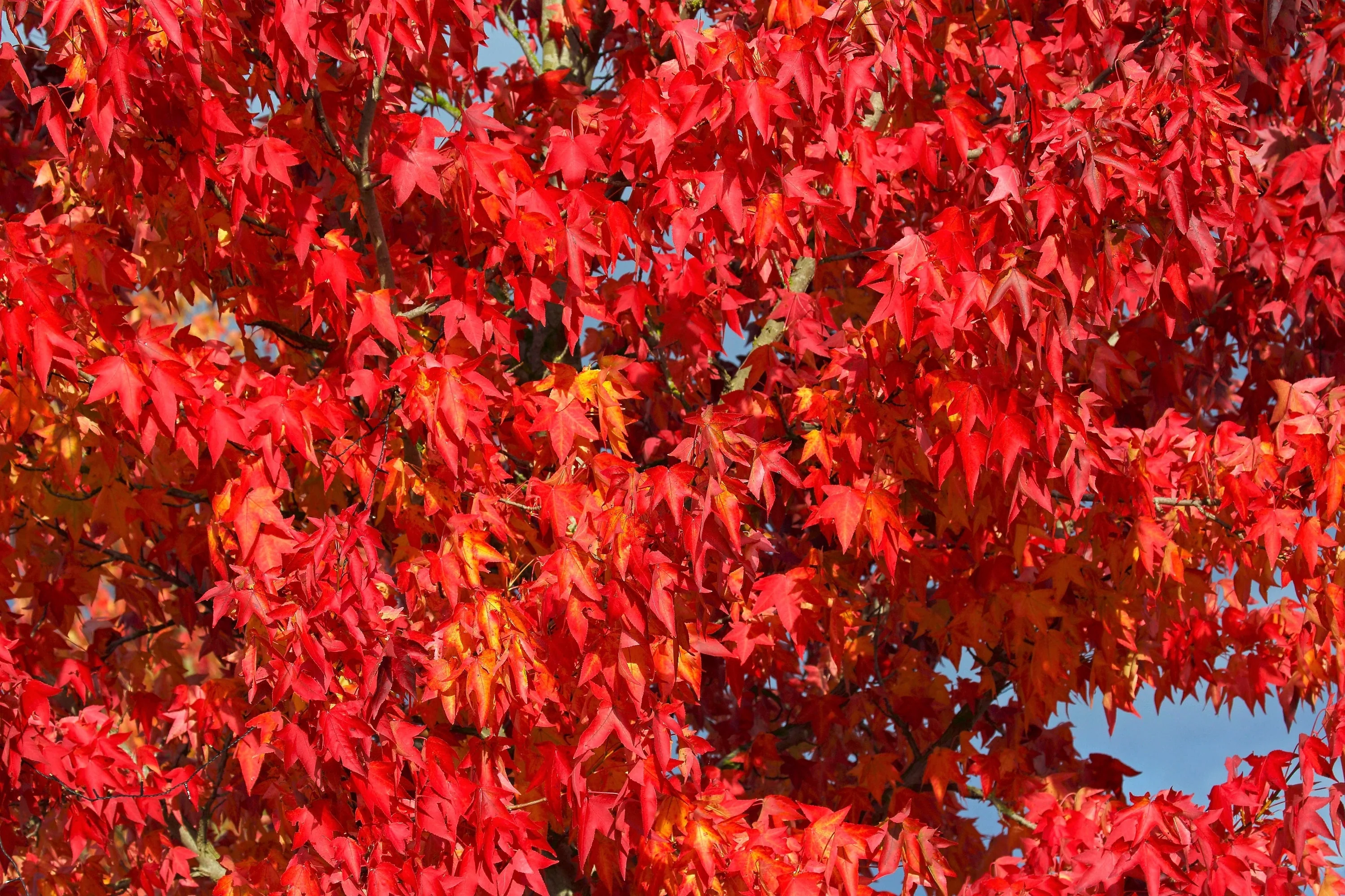 50 AMERICAN SWEETGUM Liquidambar Styraciflua Storax Alligator Sweet Gum Tree Seeds - Great Fall Color! Red Yellow Orange Purple - Image 8