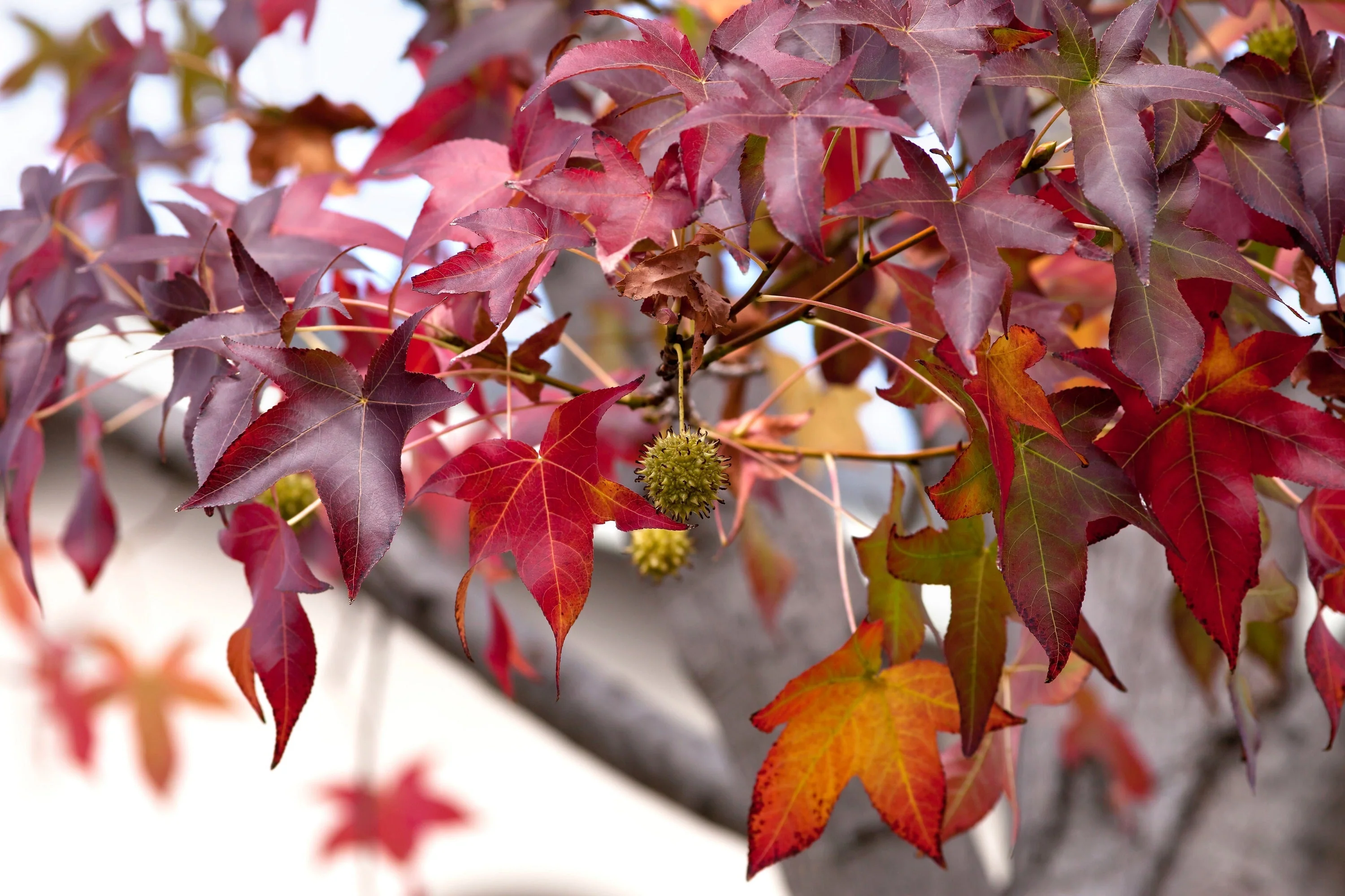 50 AMERICAN SWEETGUM Liquidambar Styraciflua Storax Alligator Sweet Gum Tree Seeds - Great Fall Color! Red Yellow Orange Purple - Image 9