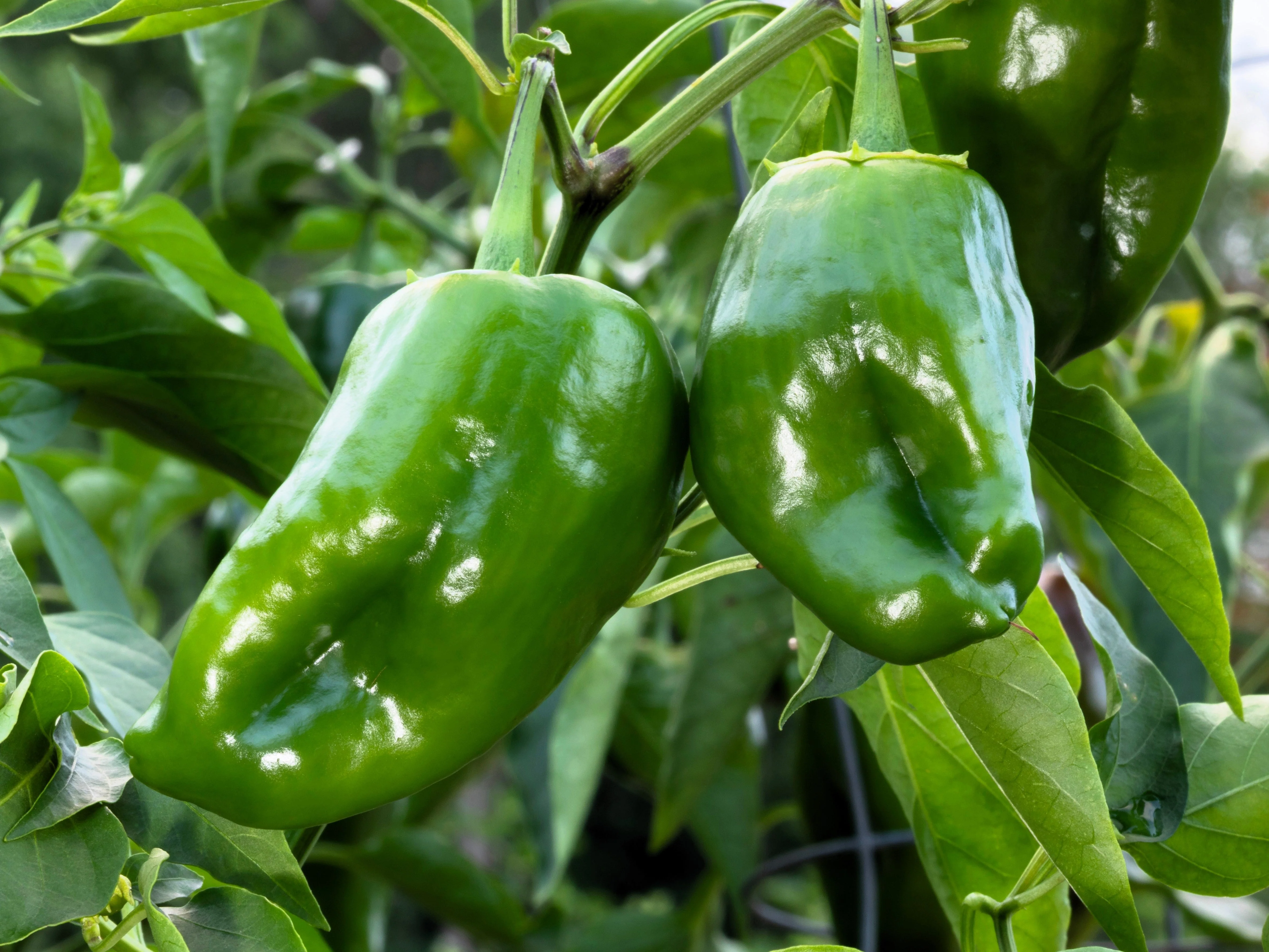 50 ANCHO POBLANO PEPPER Chili Pepper Capsicum Annuum Vegetable Seeds - Image 2